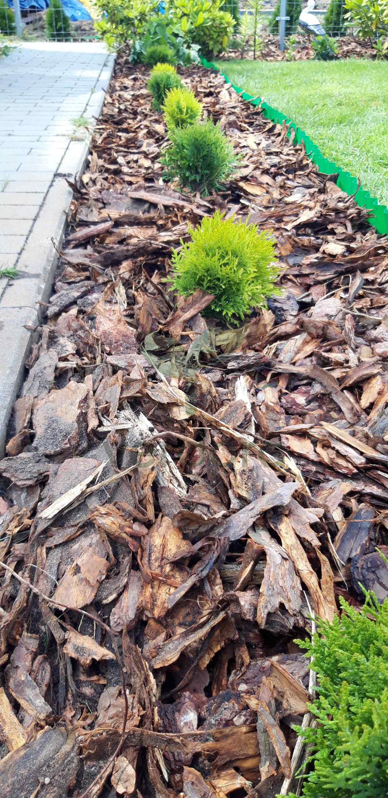 Młoda tuja posadzona w korze, detal rabaty z naszej realizacji