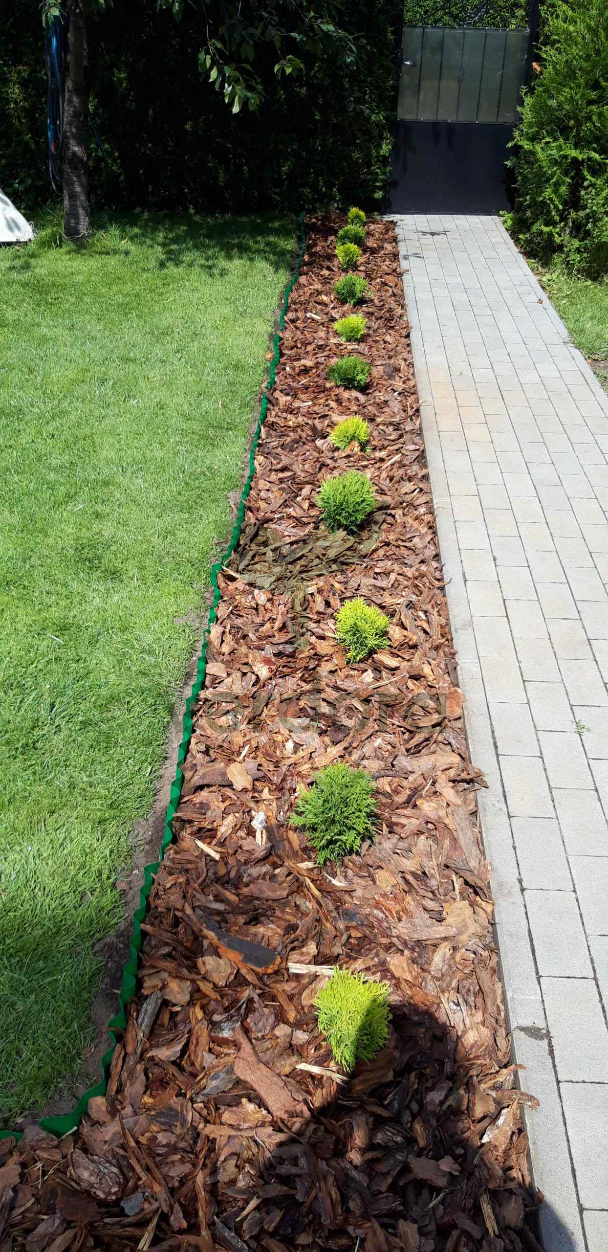 Rabata z korą i rzędem młodych tui z naszej produkcji wzdłuż ścieżki, realizacja Świat Roślin