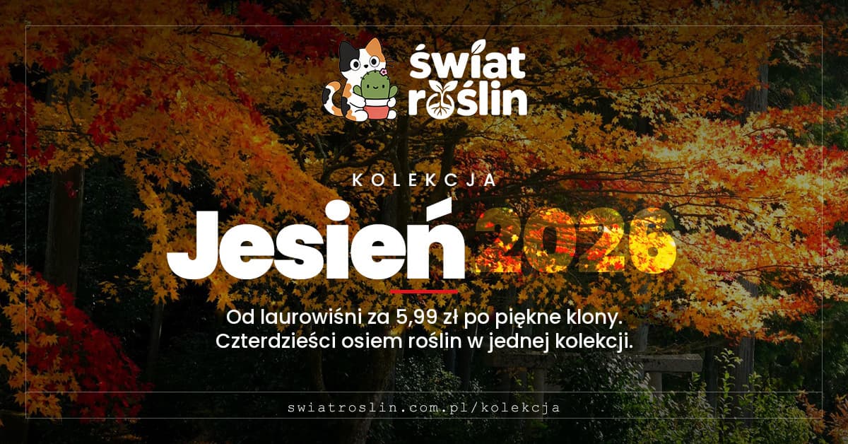 Kolekcja Jesień 2026 Świat Roślin: jesienne klony