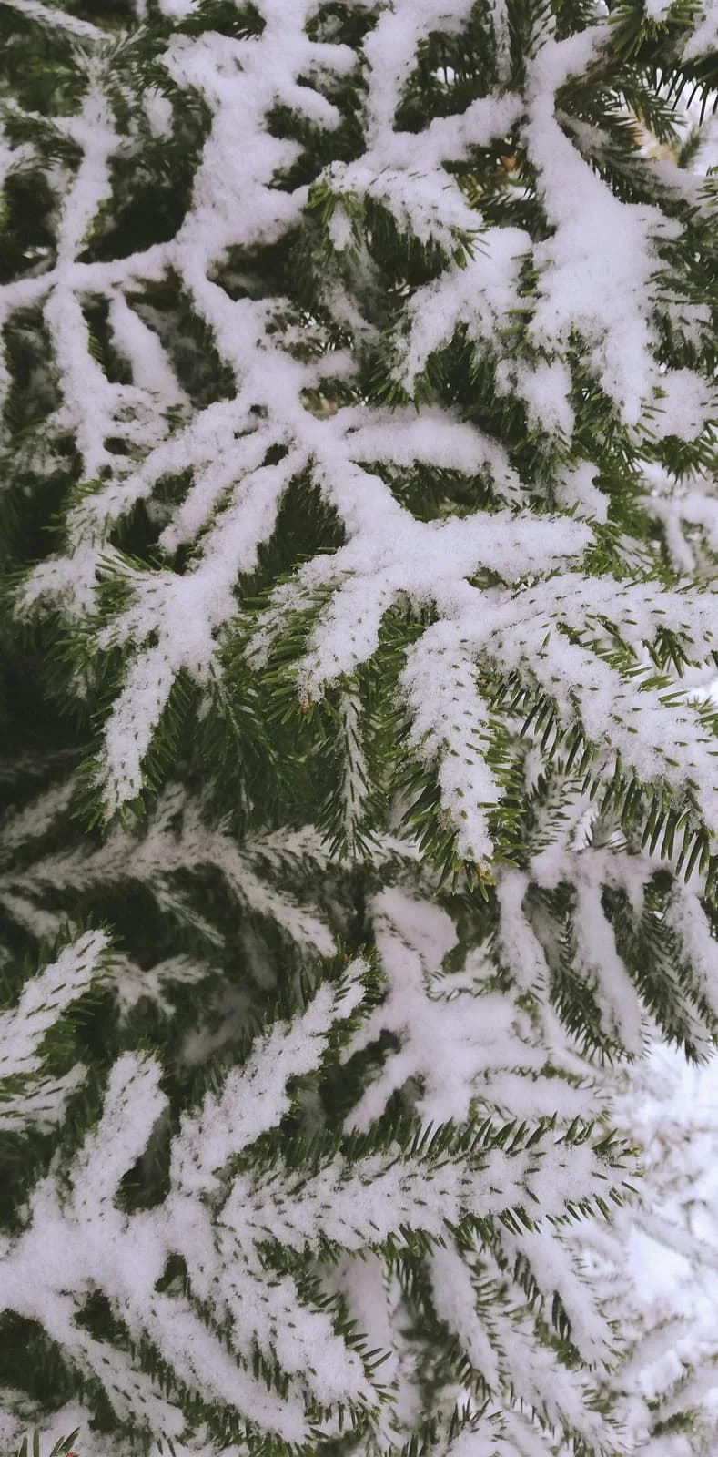Igły świerka, naturalne zrzucanie najstarszych igieł od środka korony