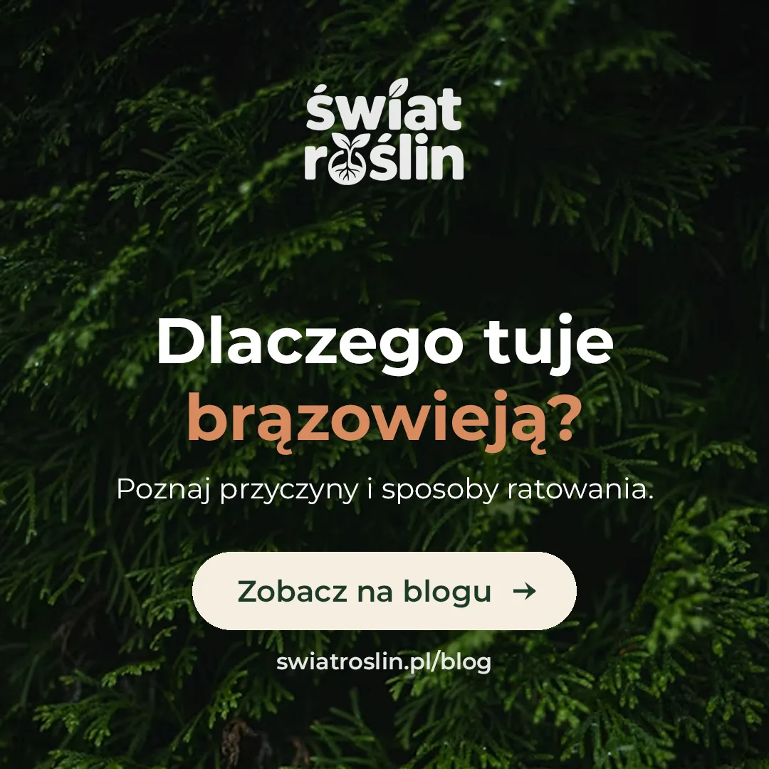 Dlaczego tuje brązowieją i jak temu zapobiec