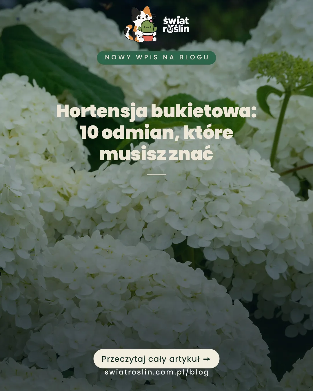 Hortensja bukietowa czy ogrodowa? Porównanie