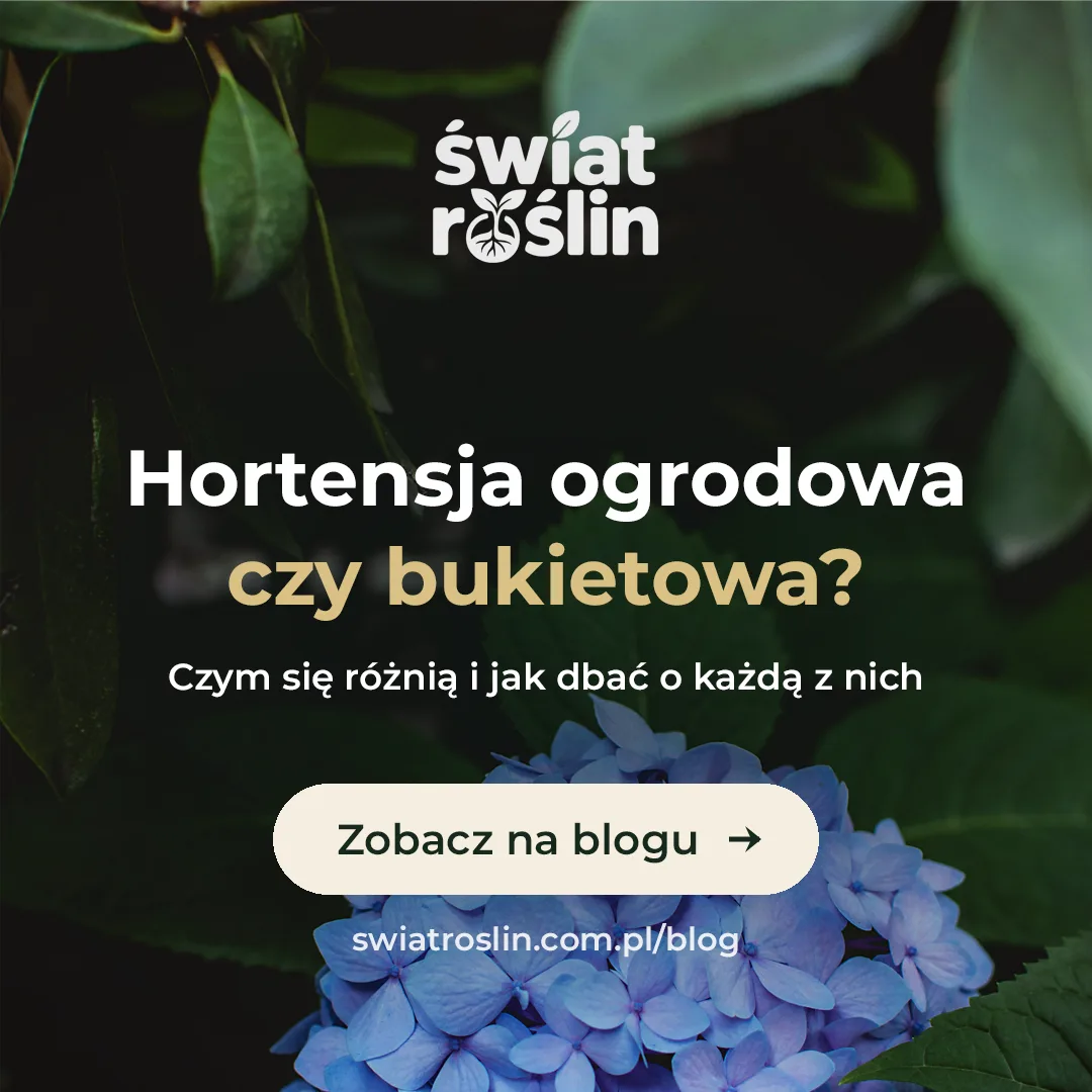 Hortensja ogrodowa czy bukietowa: czym się różnią i jak dbać o każdą z nich