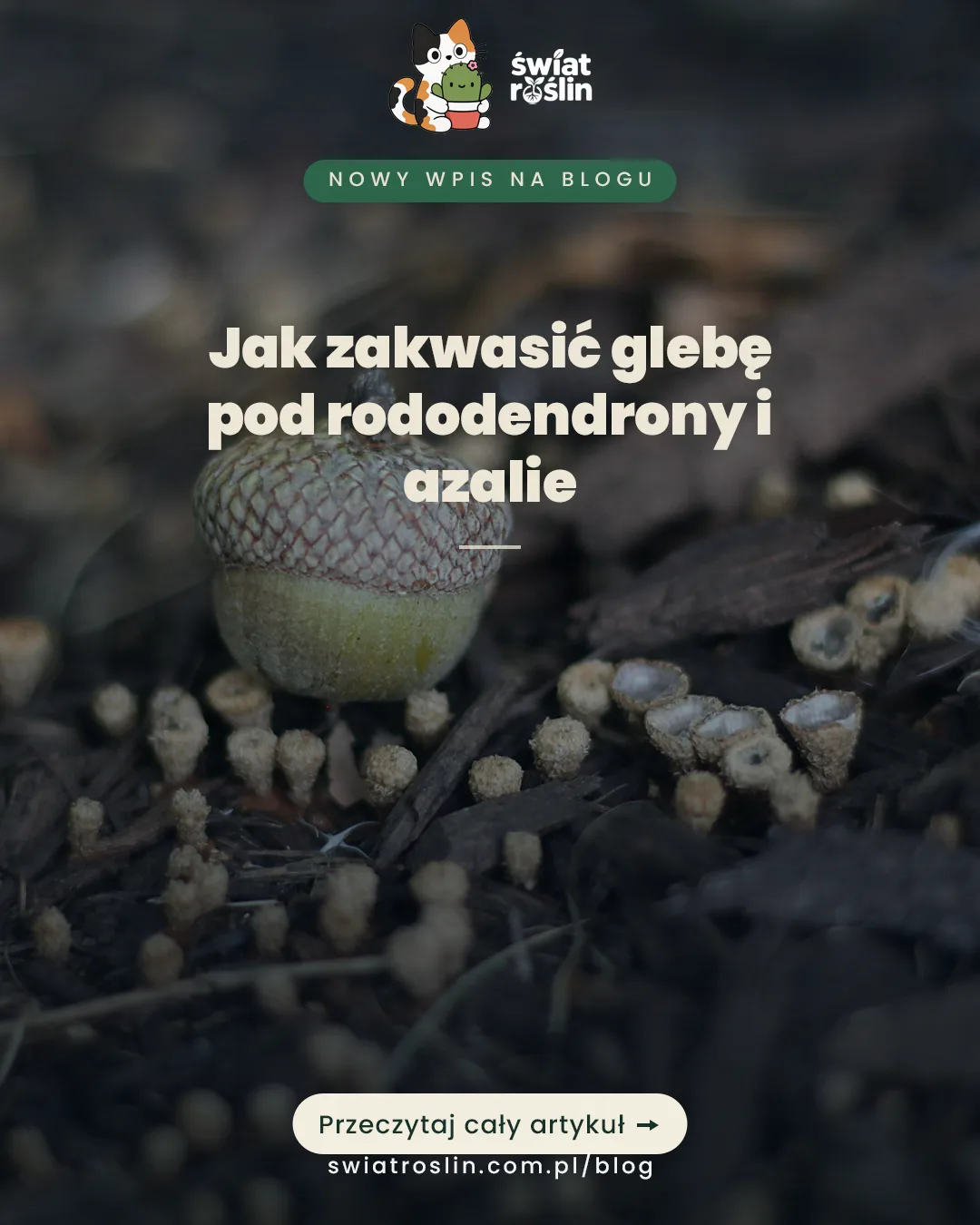Jak zakwasić glebę pod rododendrony – Świat Roślin blog ogrodniczy