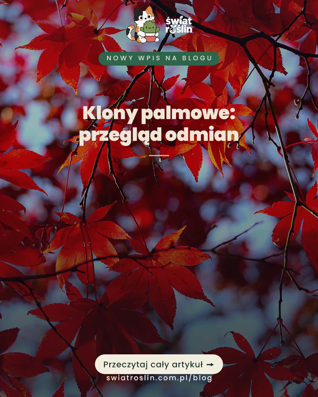 Klony palmowe: odmiany i wymagania