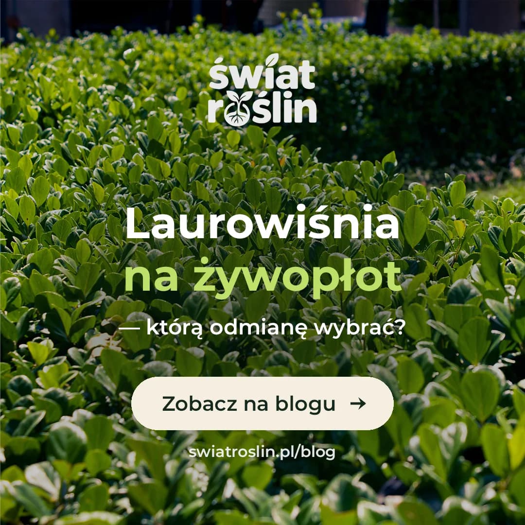 Laurowiśnia na żywopłot, którą odmianę wybrać – Świat Roślin blog ogrodniczy