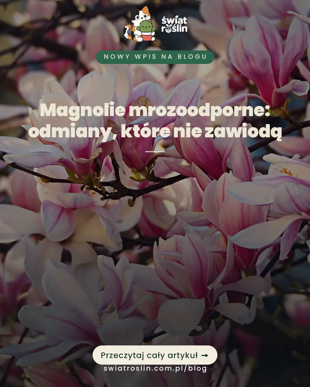 Magnolie mrozoodporne: które odmiany wybrać
