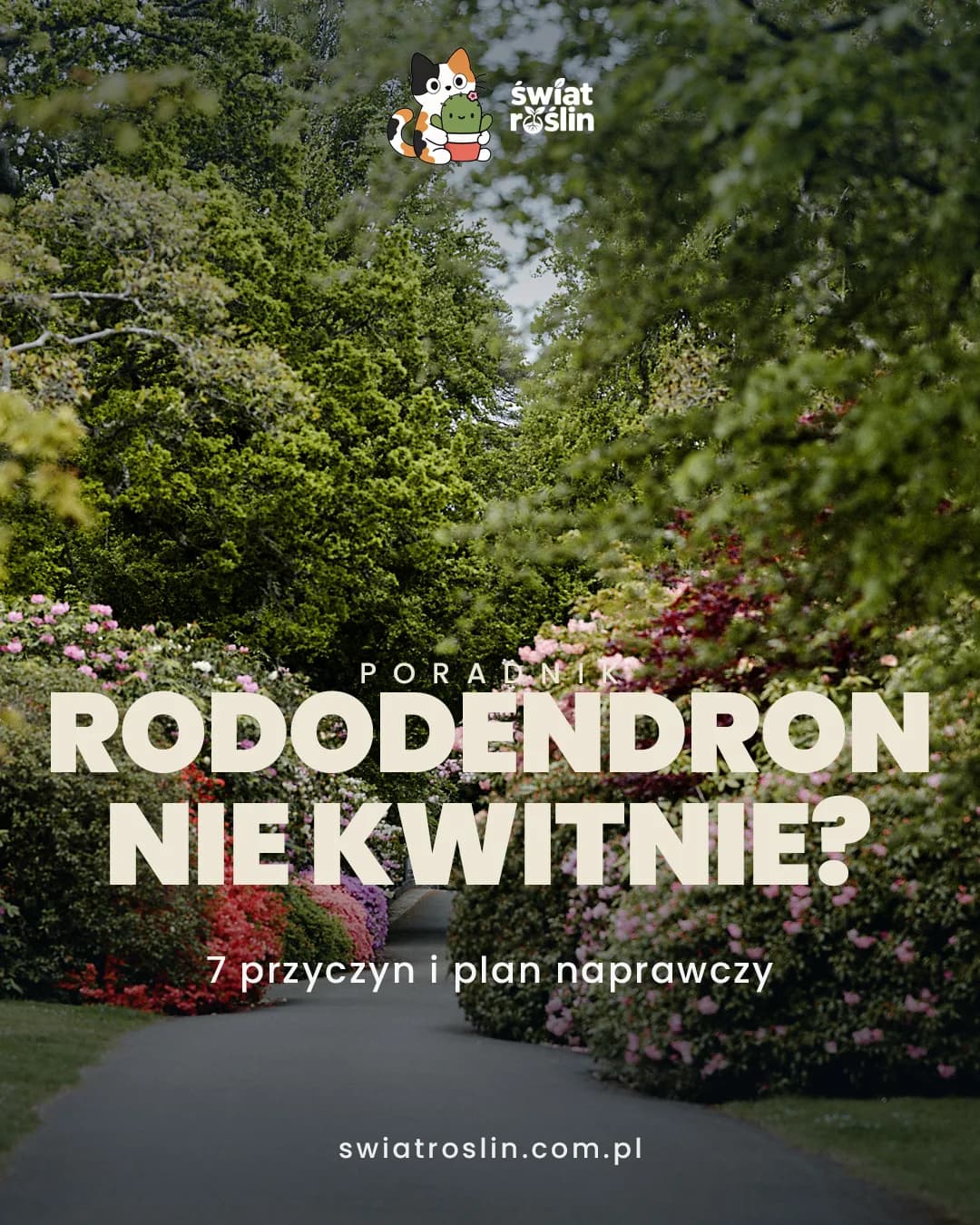Rododendron nie kwitnie? 7 przyczyn i plan naprawczy – Świat Roślin blog ogrodniczy