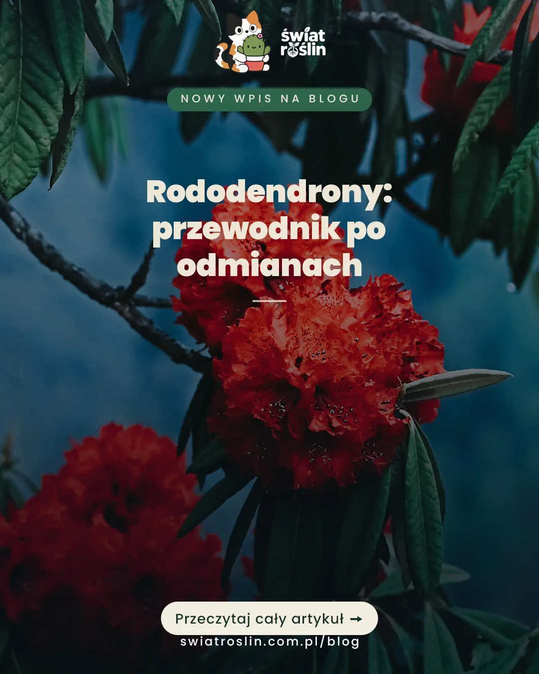 Rododendrony: dobór odmian do stanowiska