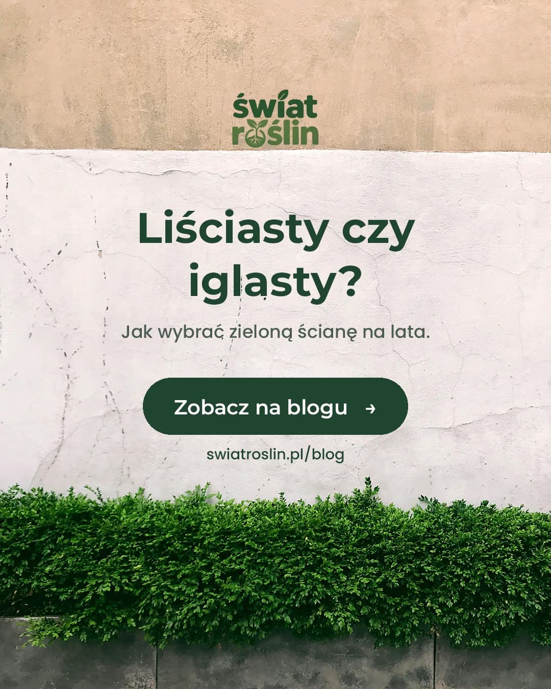 Żywopłot liściasty czy iglasty, jak wybrać zieloną ścianę na lata