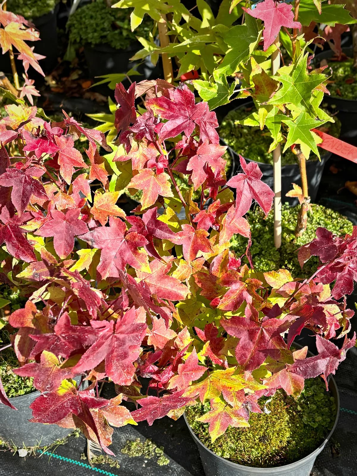Ambrowiec amerykański Gumball z bliska