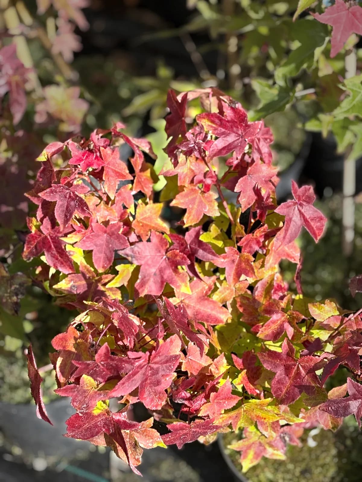 Ambrowiec amerykański Gumball (Liquidambar styraciflua 'Gumball'), Drzewa ozdobne z produkcji Świat Roślin, zdjęcie 1