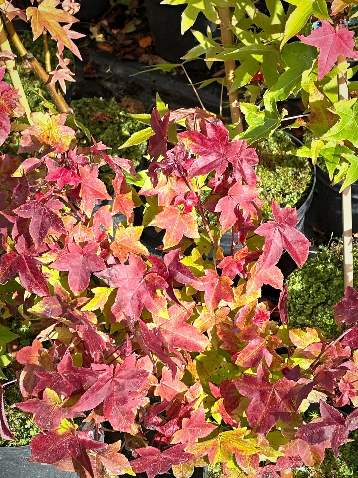 Ambrowiec amerykański Gumball (Liquidambar styraciflua 'Gumball'), Drzewa ozdobne z produkcji Świat Roślin, zdjęcie 3