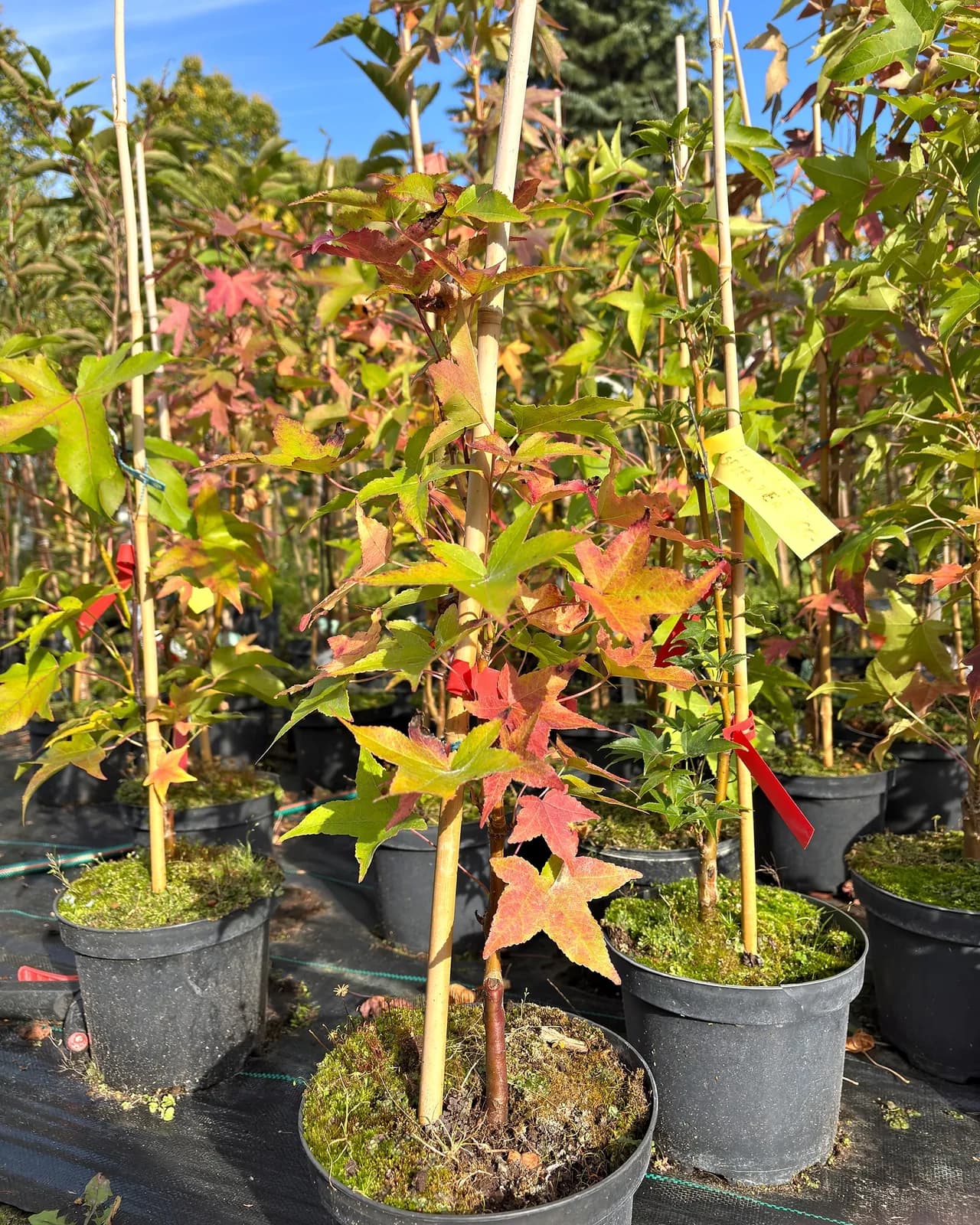 Ambrowiec kolumnowy Slender Silhouette (Liquidambar styraciflua 'Slender Silhouette'), Drzewa ozdobne z produkcji Świat Roślin, zdjęcie 1