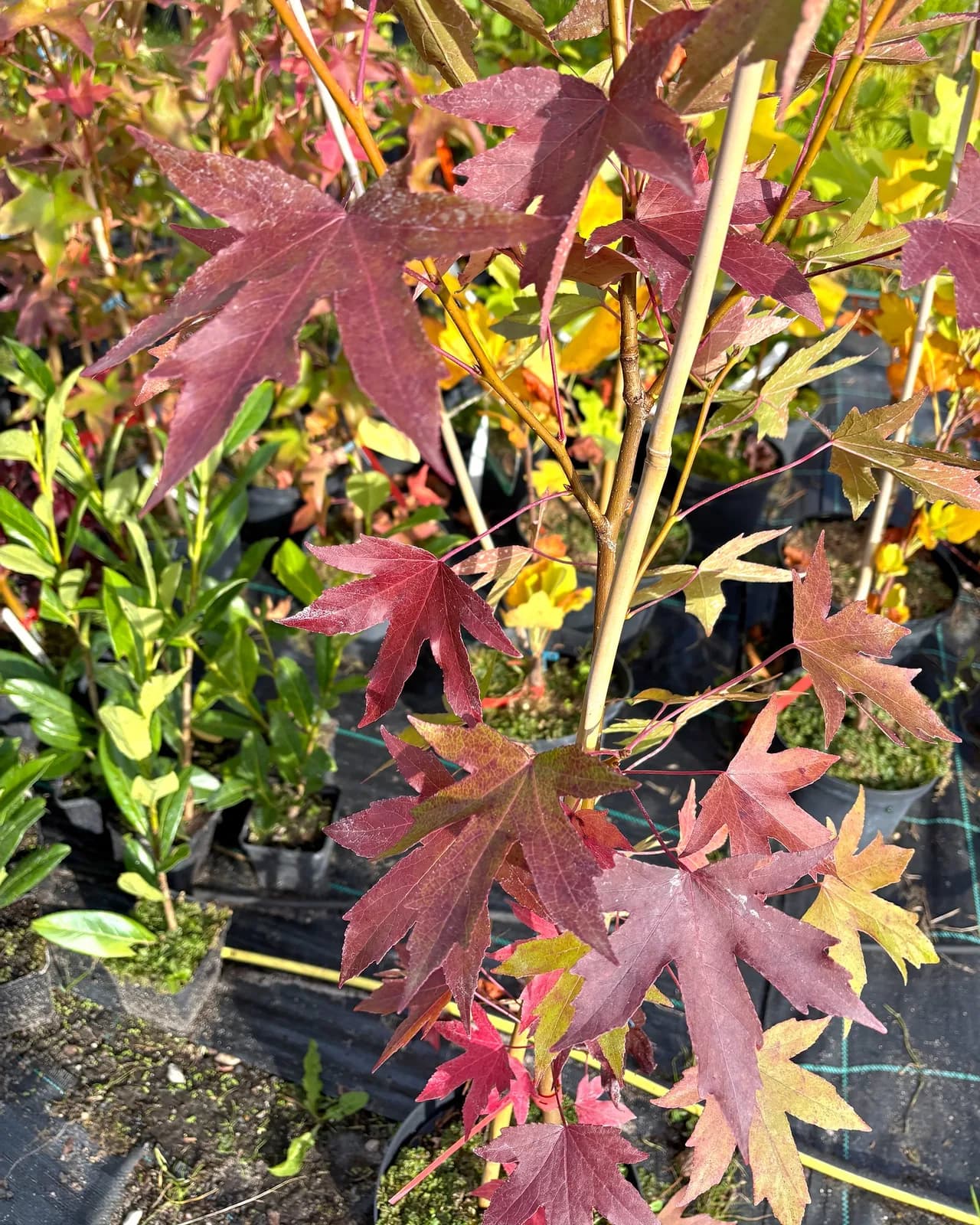 Ambrowiec kolumnowy Slender Silhouette (Liquidambar styraciflua 'Slender Silhouette'), Drzewa ozdobne z produkcji Świat Roślin, zdjęcie 5