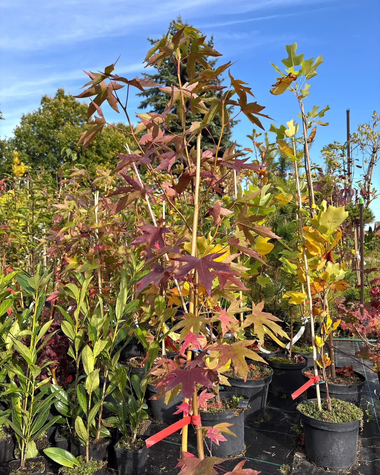 Ambrowiec kolumnowy Slender Silhouette (Liquidambar styraciflua 'Slender Silhouette'), Drzewa ozdobne z produkcji Świat Roślin, zdjęcie 3