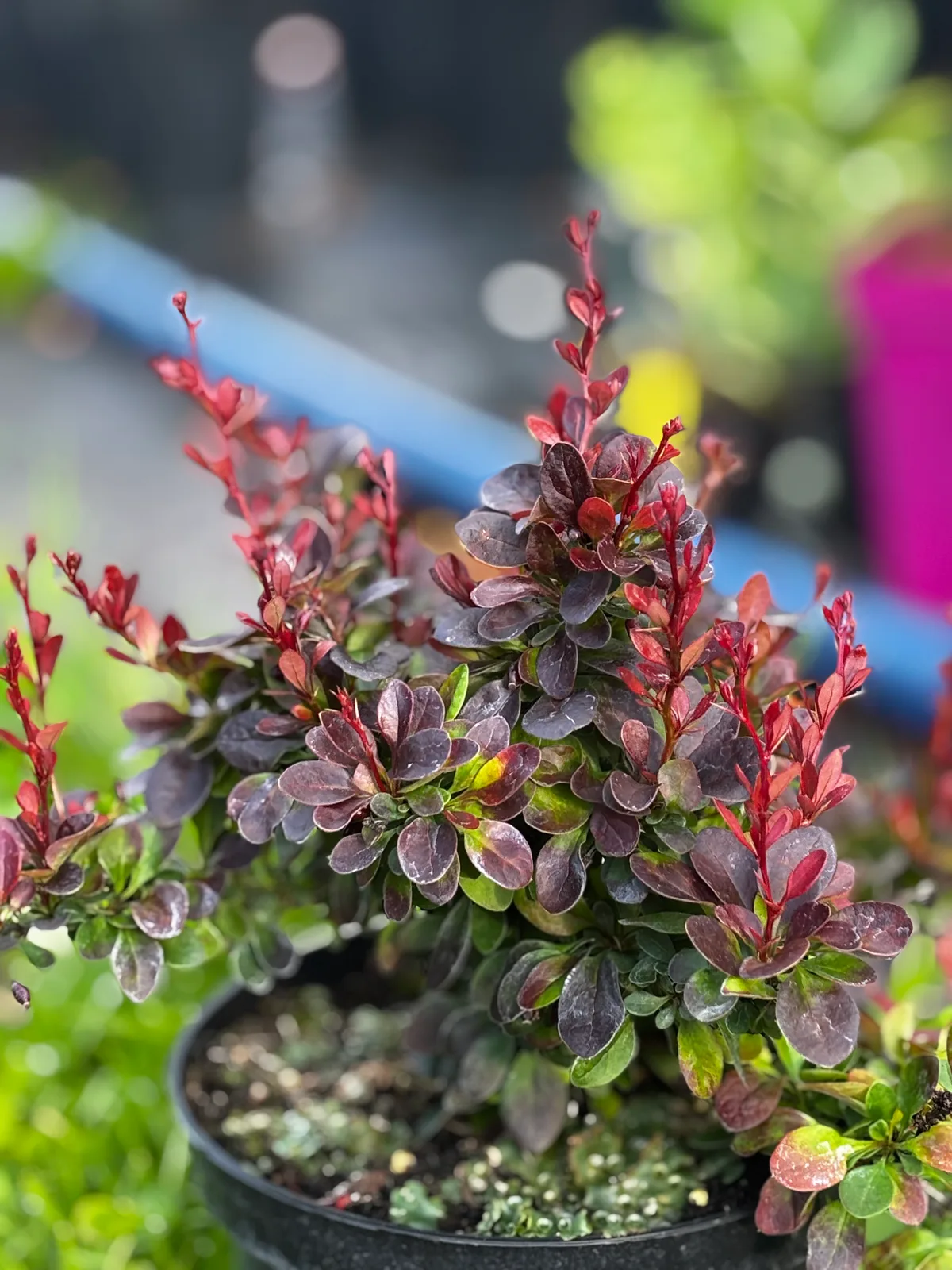 Berberys Thunberga Bagatelle – Berberysy