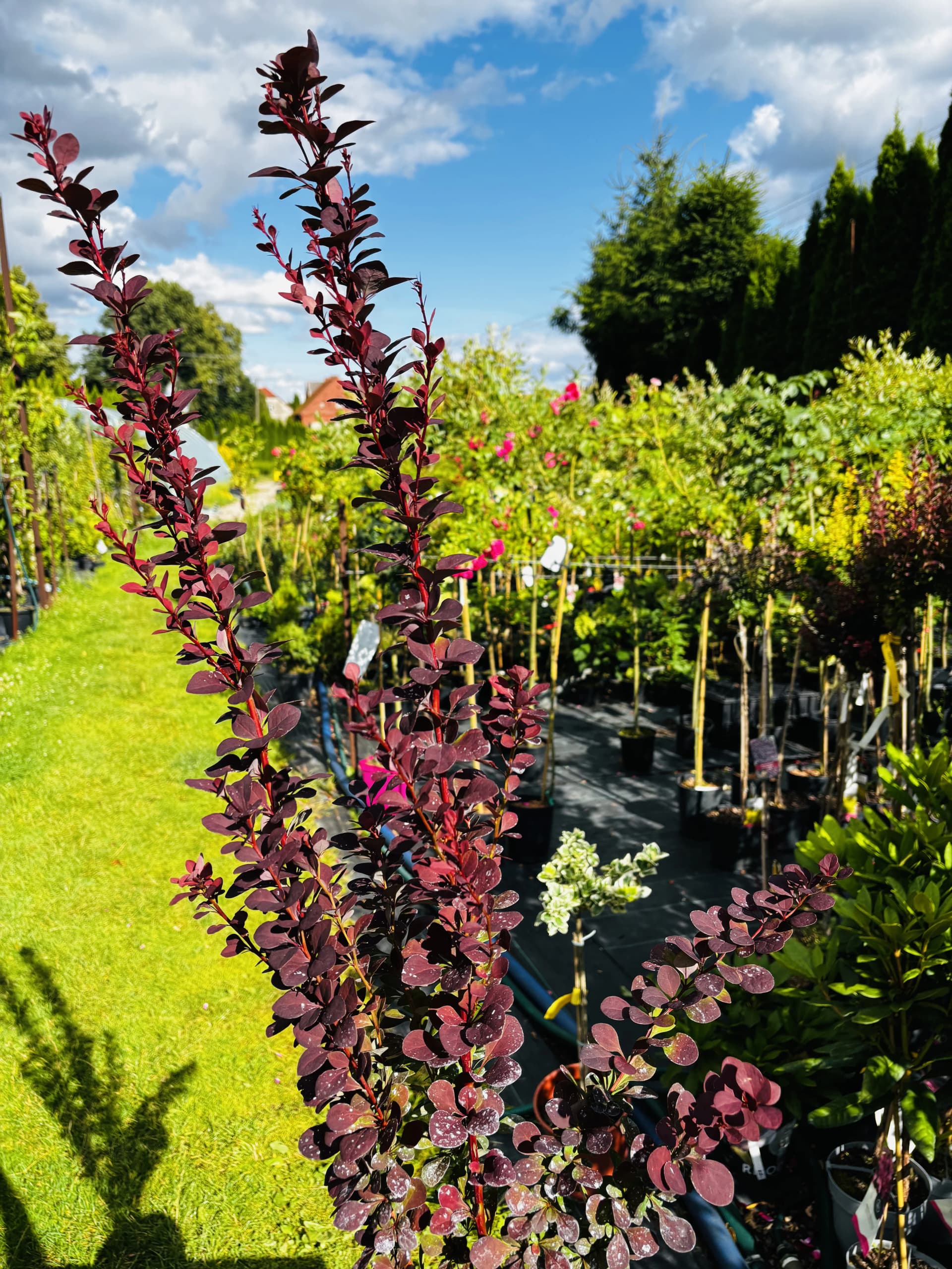 Berberys Thunberga Chocolate Summer – Berberysy