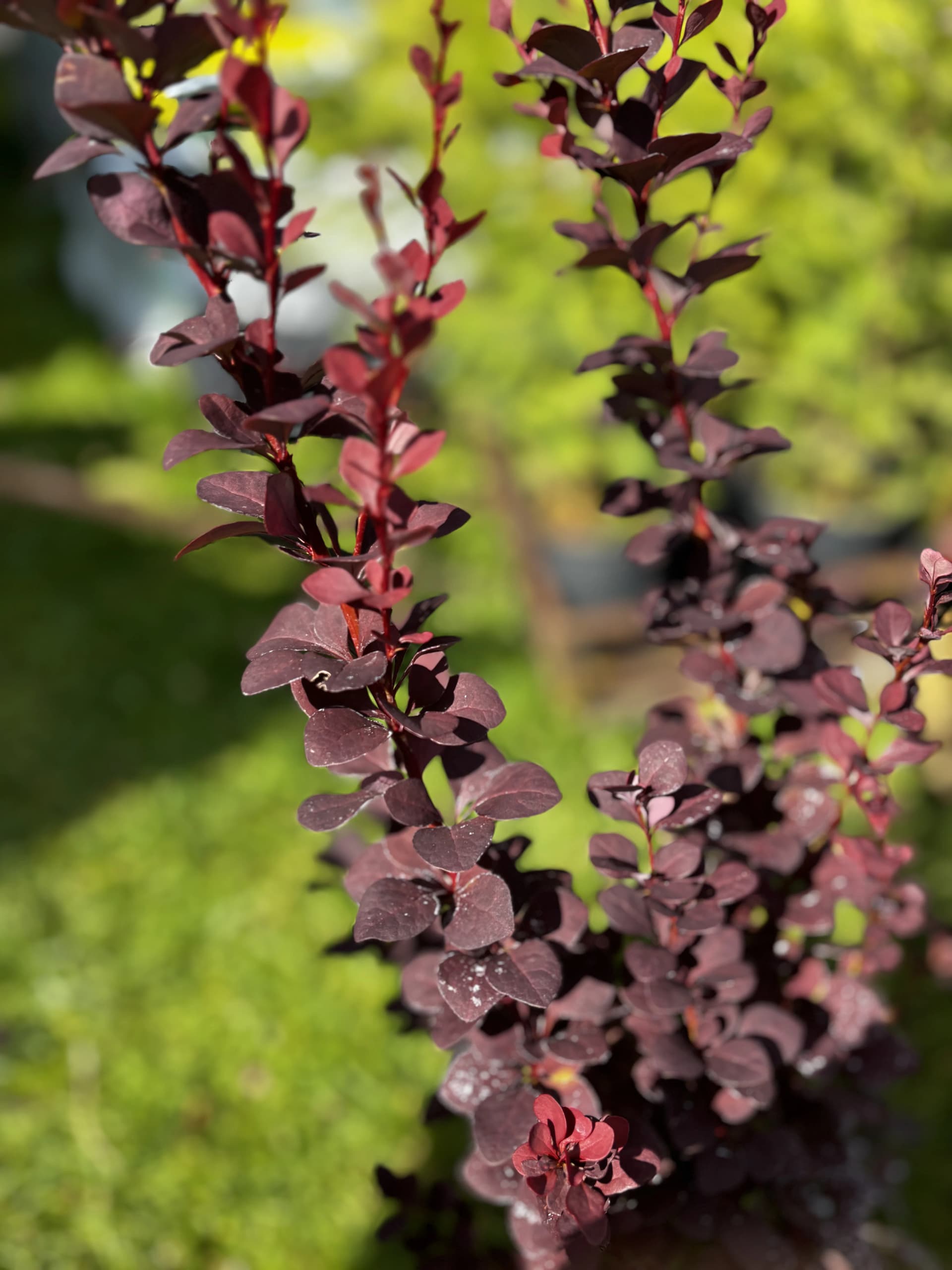 Berberys Thunberga Chocolate Summer (Berberis thunbergii 'Chocolate Summer'), Berberysy z produkcji Świat Roślin, zdjęcie 3