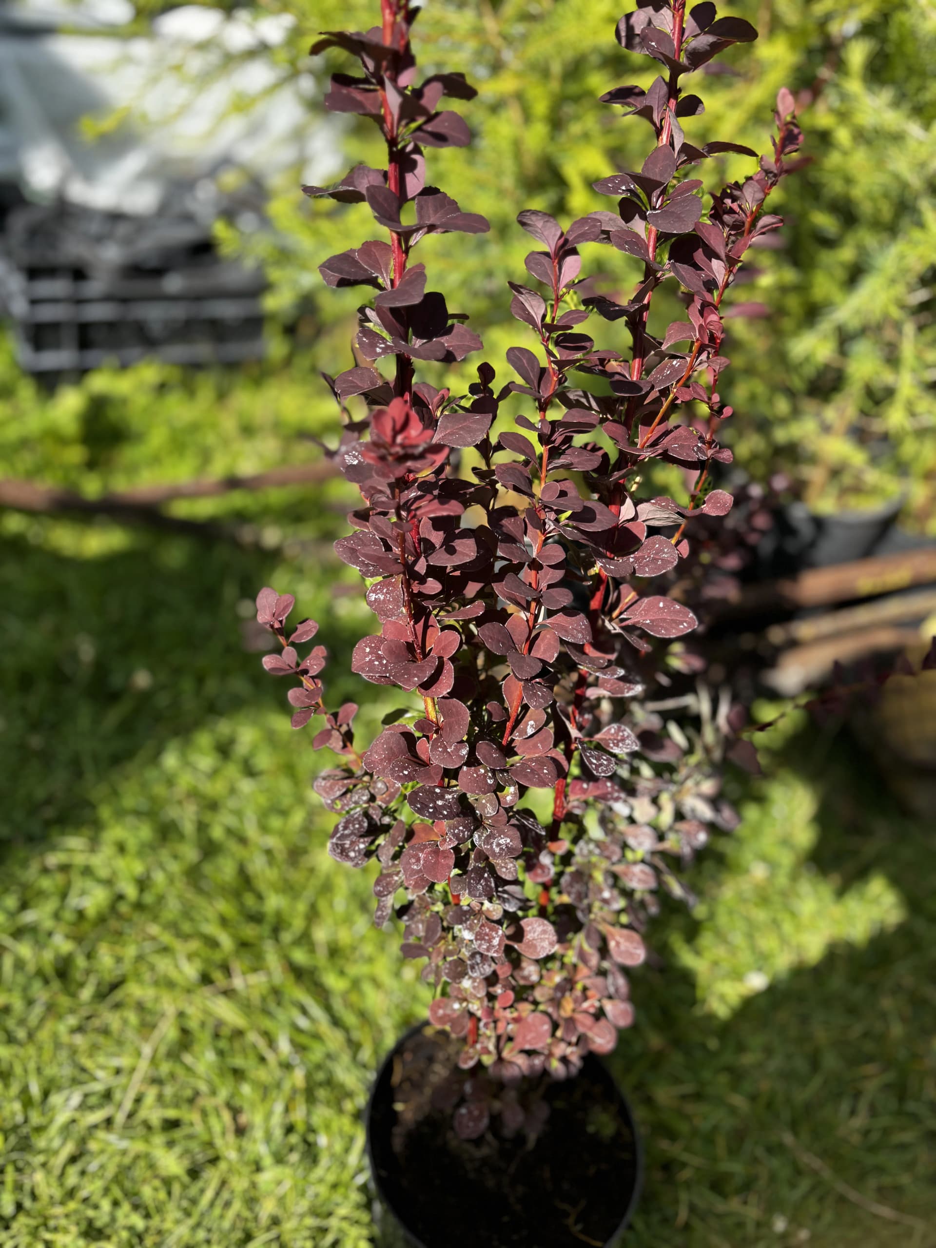 Berberys Thunberga Chocolate Summer z bliska