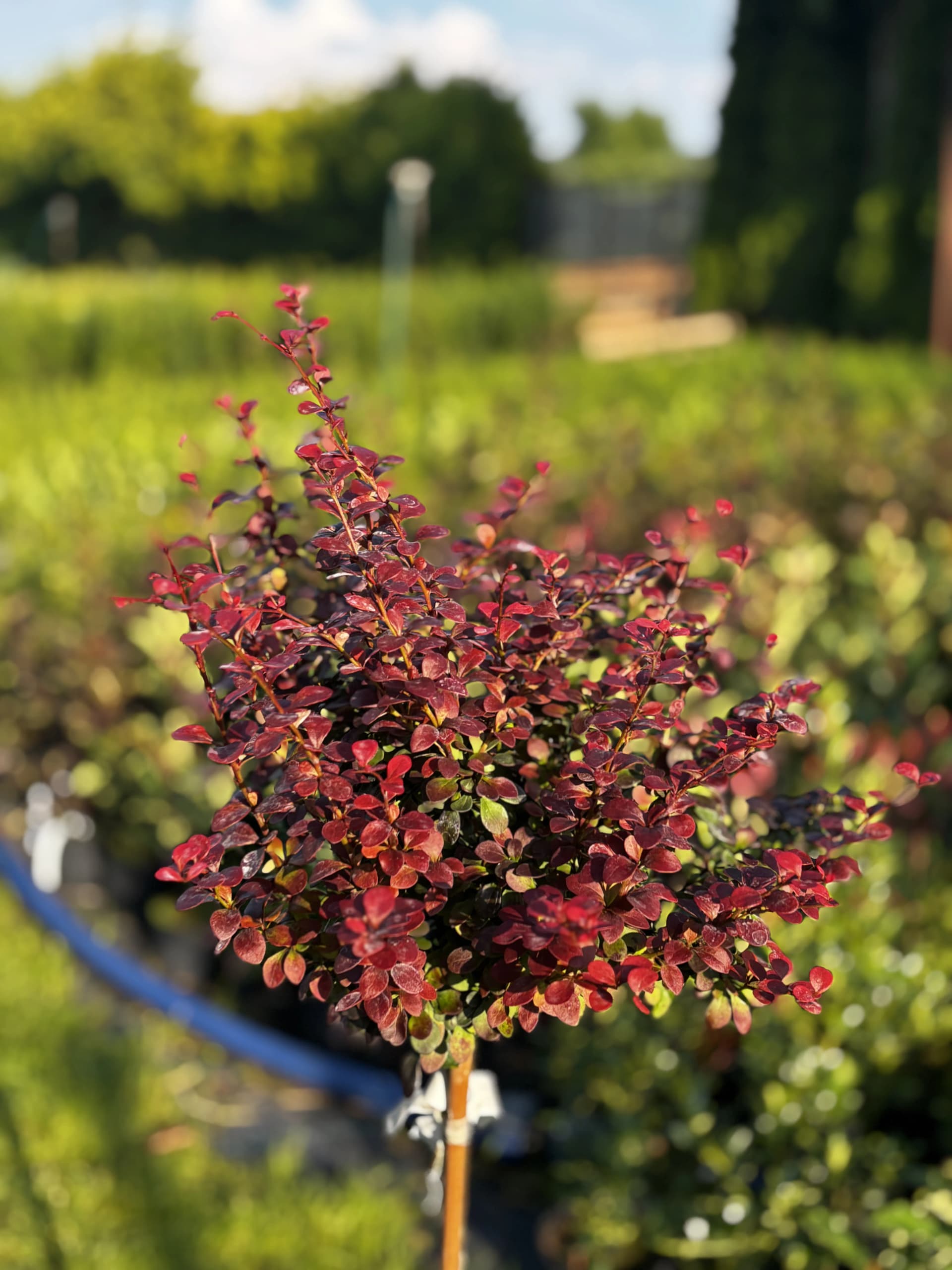 Berberys Dart's Red Lady na pniu – Berberysy