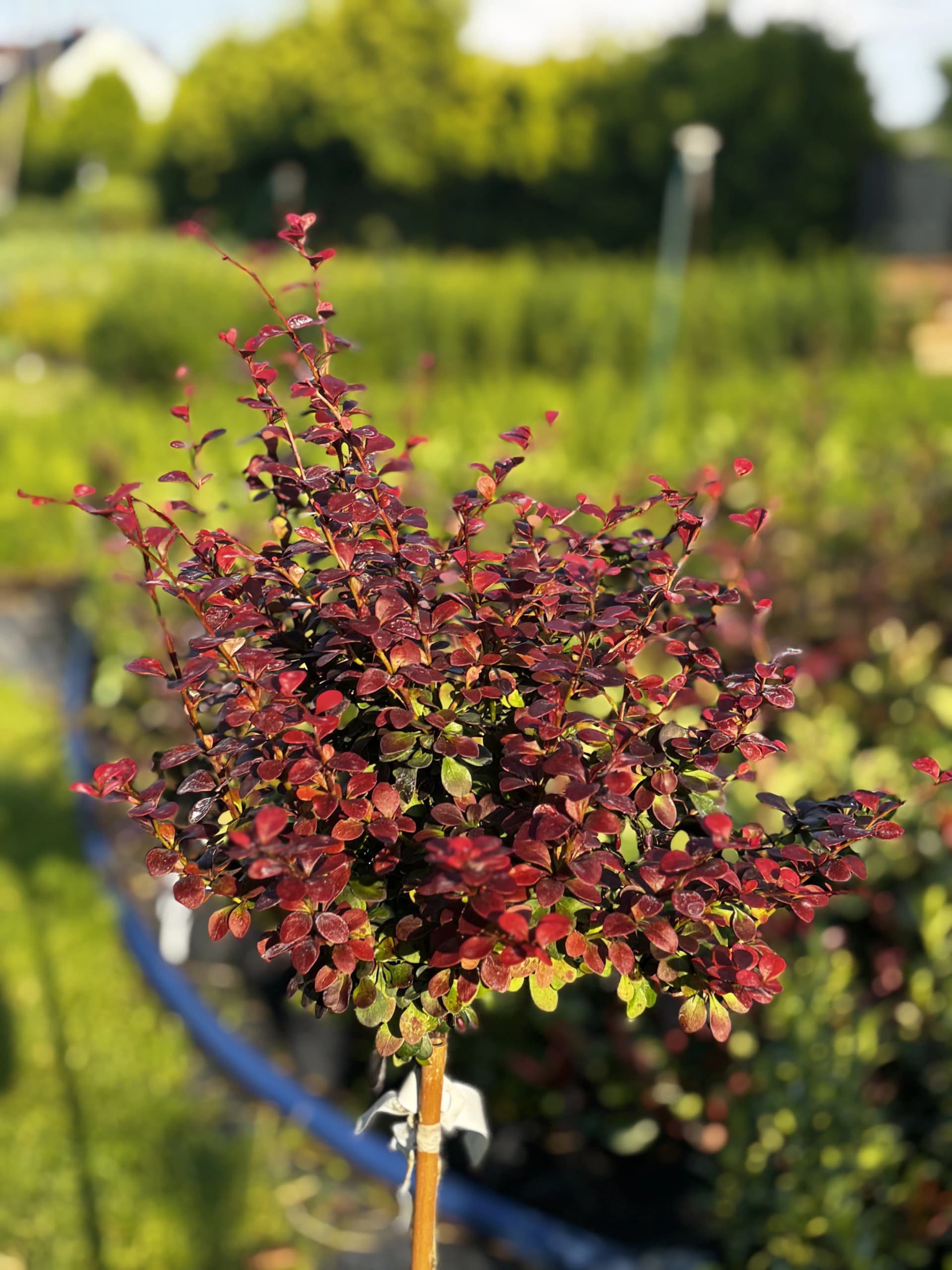 Berberys Dart's Red Lady na pniu z bliska