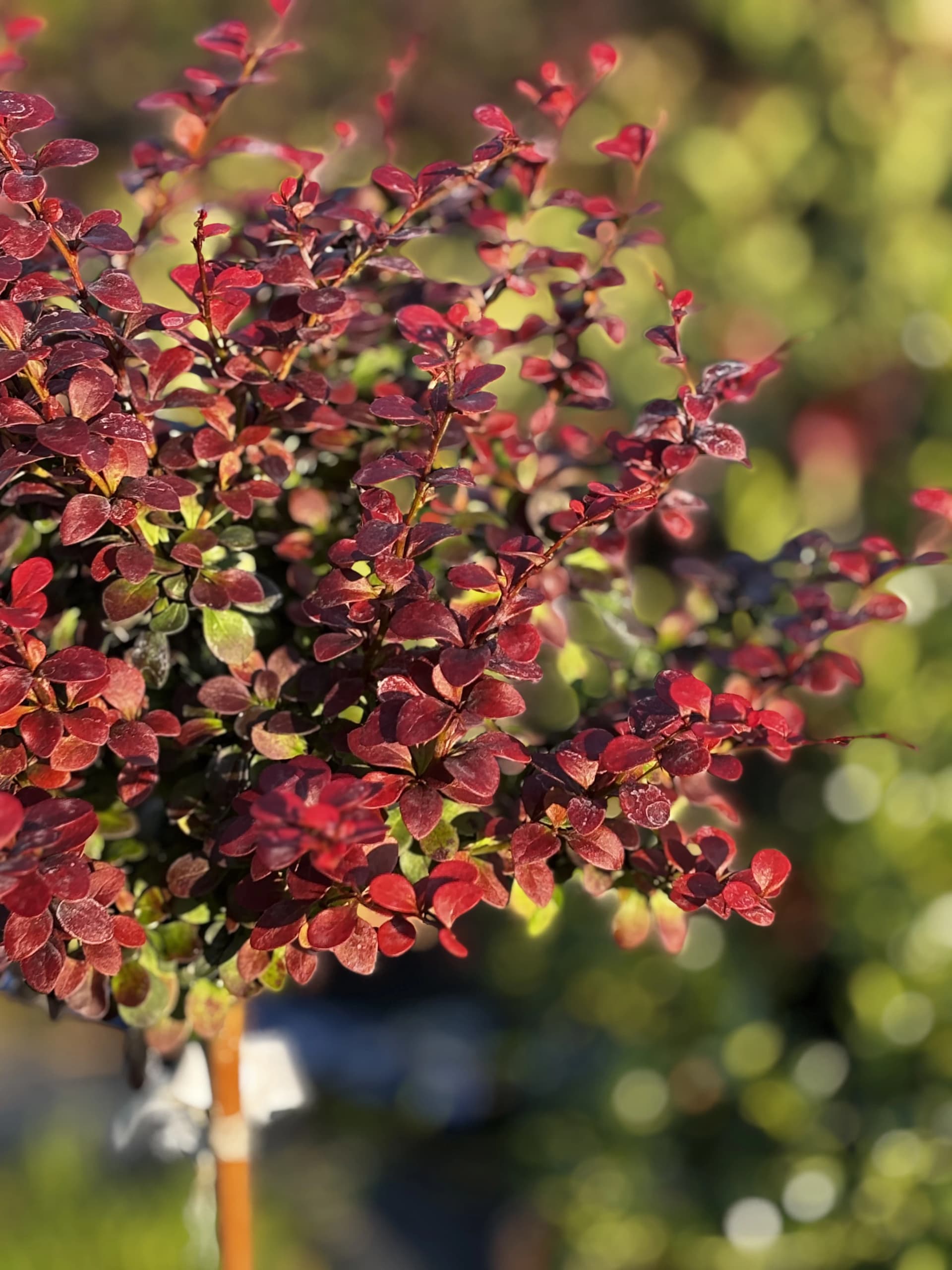Berberys Dart's Red Lady na pniu (Berberis thunbergii f. atropurpurea 'Dart's Red Lady' (forma szczepiona na pniu)), Berberysy z produkcji Świat Roślin, zdjęcie 3