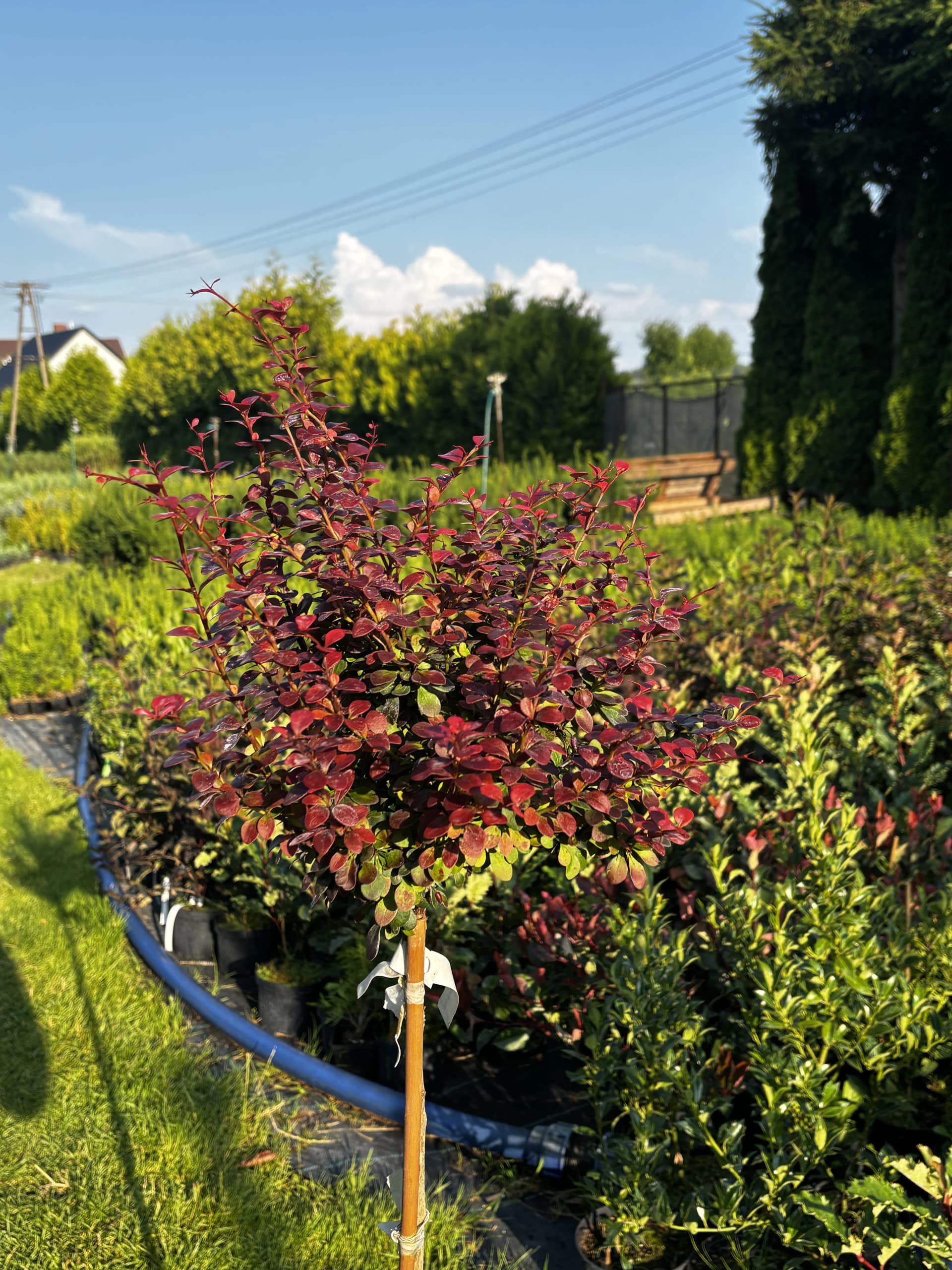 Pielęgnacja: Berberys Dart's Red Lady na pniu
