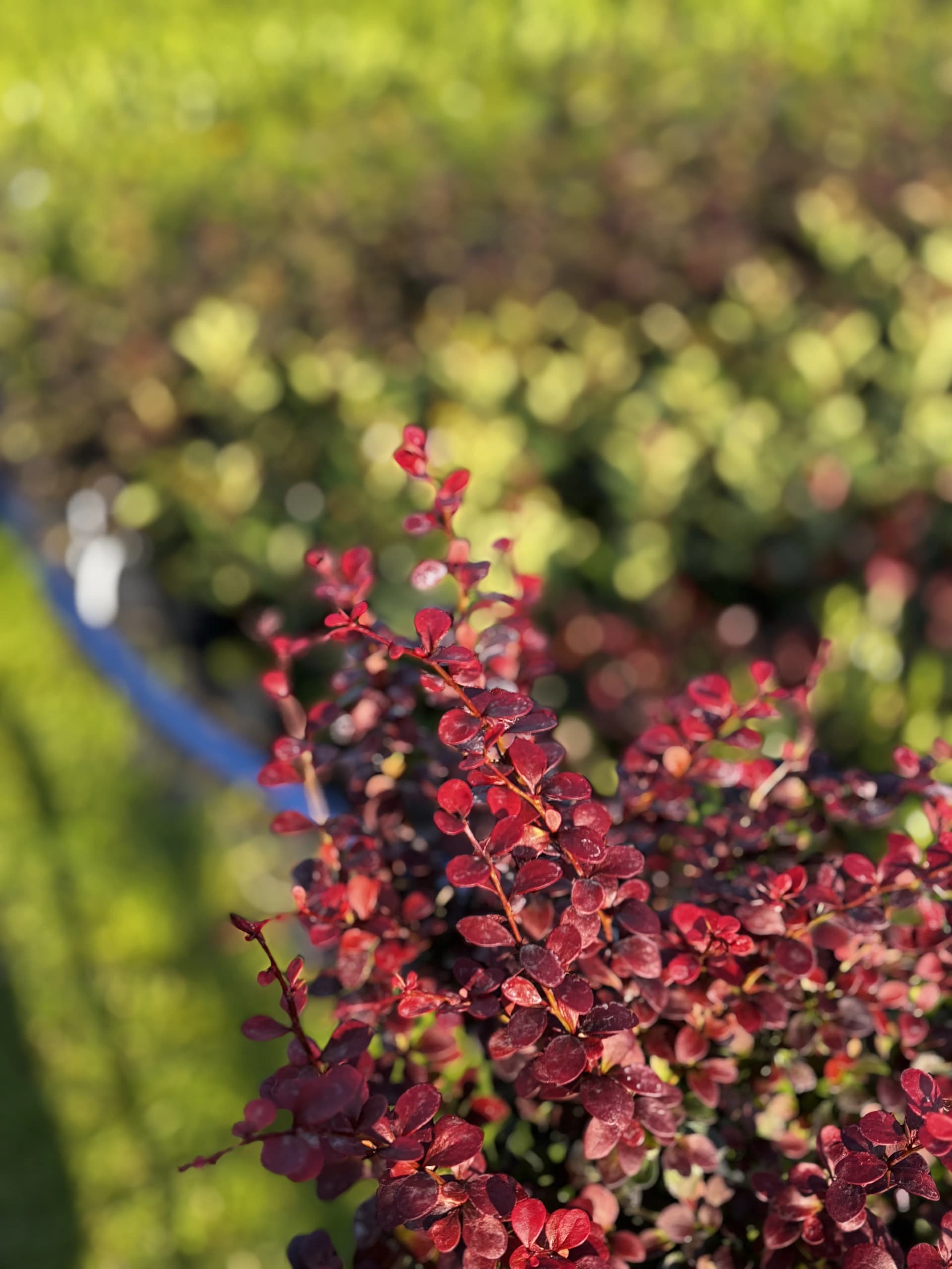 Berberys Dart's Red Lady na pniu (Berberis thunbergii f. atropurpurea 'Dart's Red Lady' (forma szczepiona na pniu)), Berberysy z produkcji Świat Roślin, zdjęcie 6
