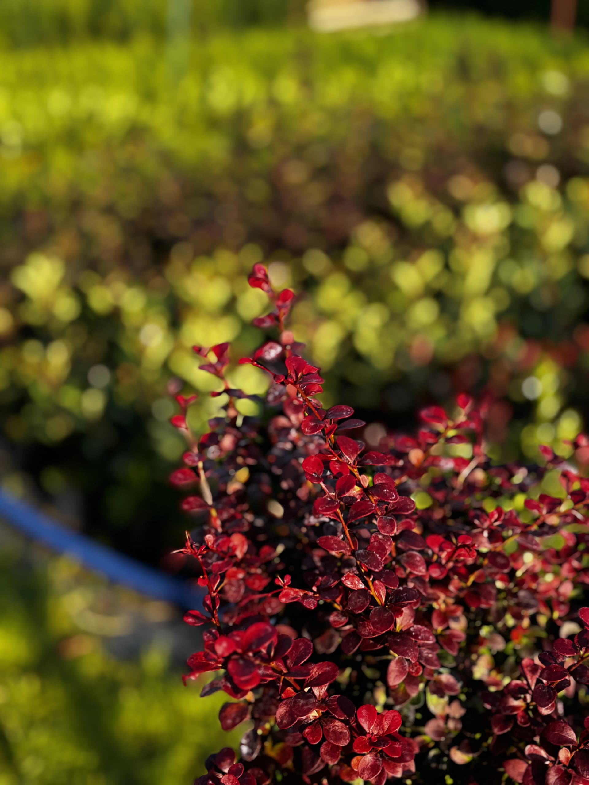 Berberys Dart's Red Lady na pniu (Berberis thunbergii f. atropurpurea 'Dart's Red Lady' (forma szczepiona na pniu)), Berberysy z produkcji Świat Roślin, zdjęcie 5