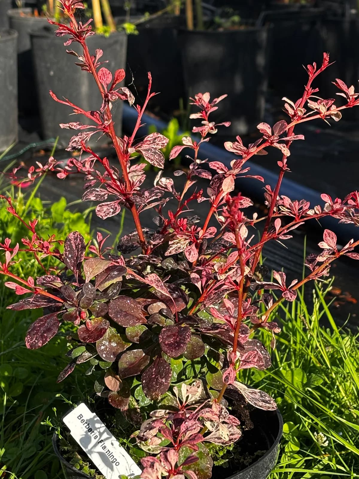 Berberys Thunberga Flamingo (Berberis thunbergii 'Flamingo'), Berberysy z produkcji Świat Roślin, zdjęcie 1