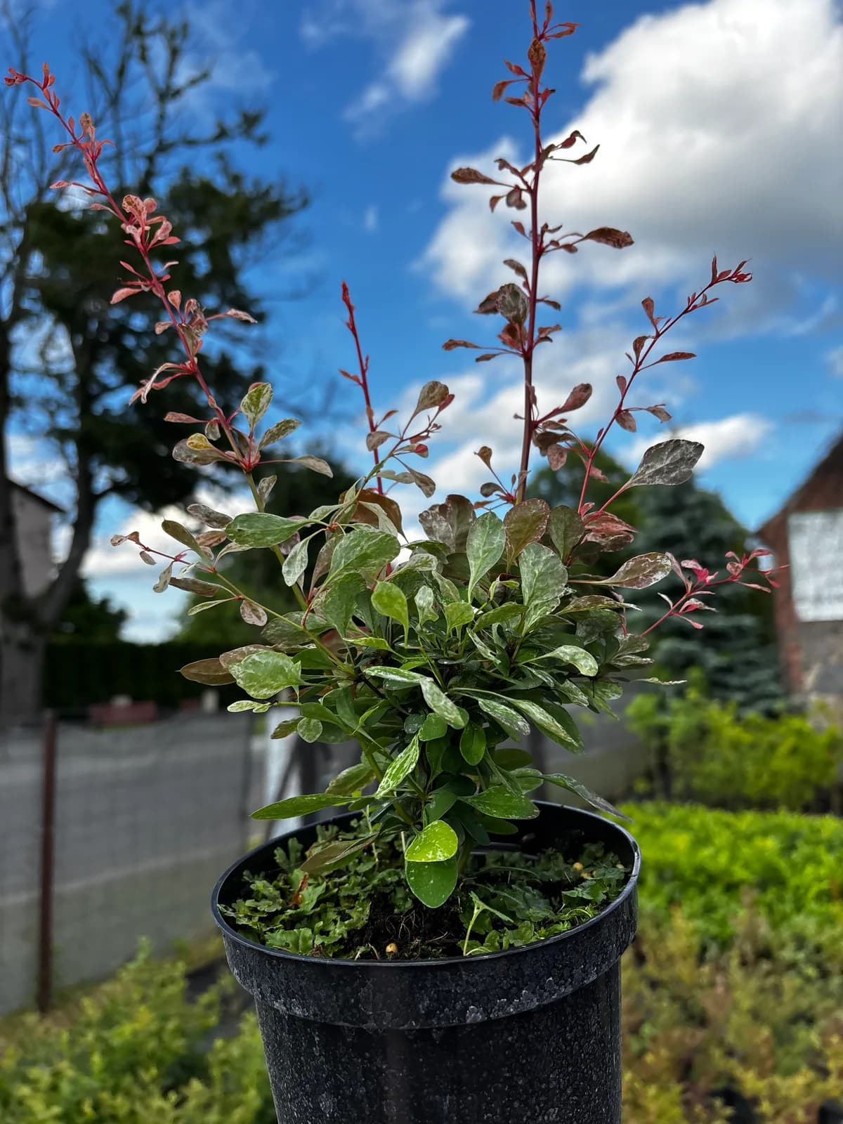Berberys Thunberga Flamingo (Berberis thunbergii 'Flamingo'), Berberysy z produkcji Świat Roślin, zdjęcie 3