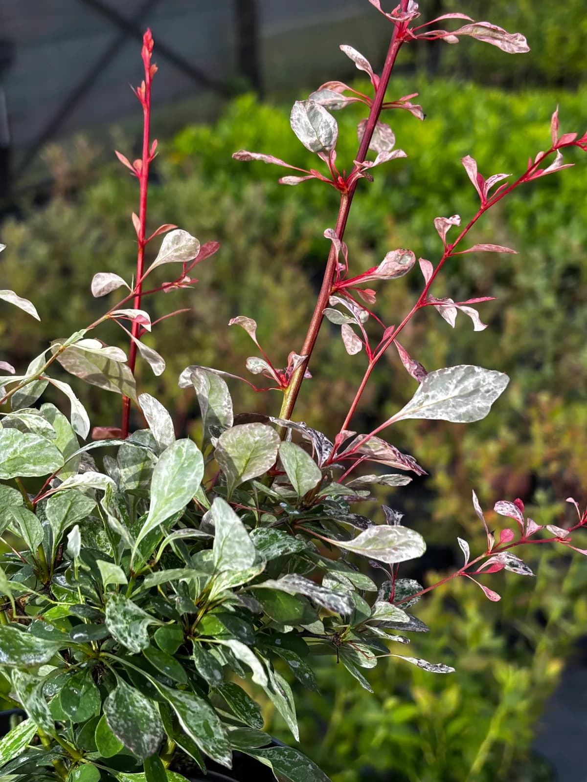 Berberys Thunberga Flamingo (Berberis thunbergii 'Flamingo'), Berberysy z produkcji Świat Roślin, zdjęcie 4