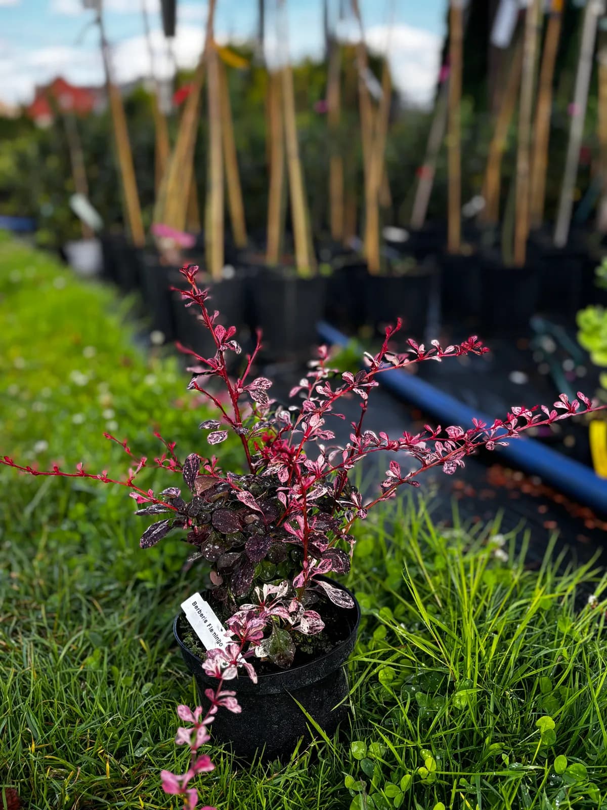 Berberys Thunberga Flamingo (Berberis thunbergii 'Flamingo'), Berberysy z produkcji Świat Roślin, zdjęcie 2