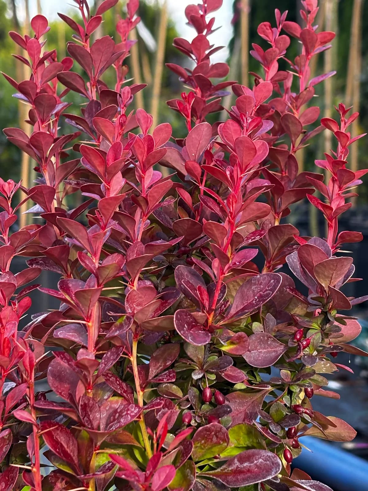 Pielęgnacja: Berberys Thunberga Florence