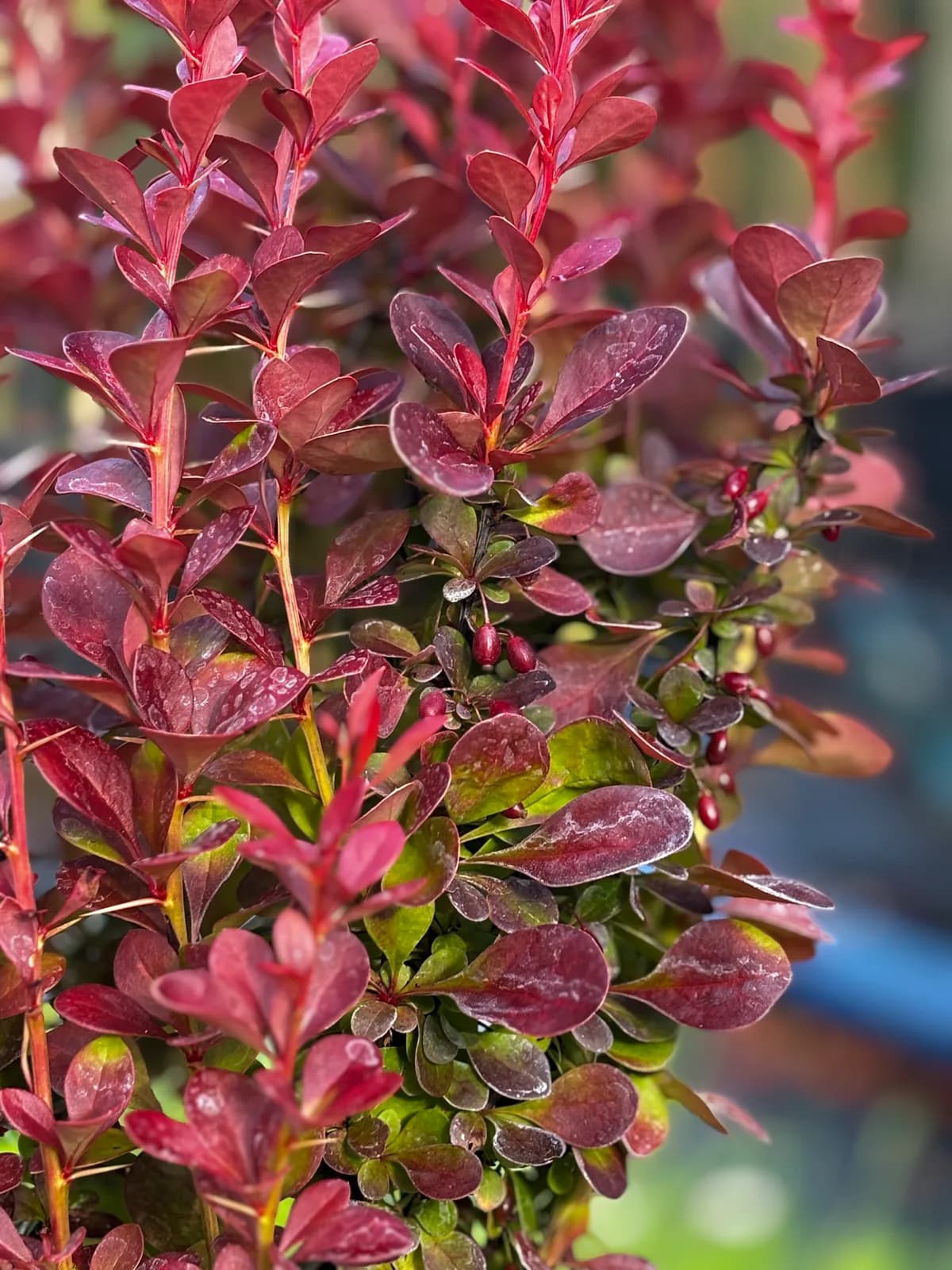 Berberys Thunberga Florence (Berberis thunbergii 'Florence'), Berberysy z produkcji Świat Roślin, zdjęcie 3
