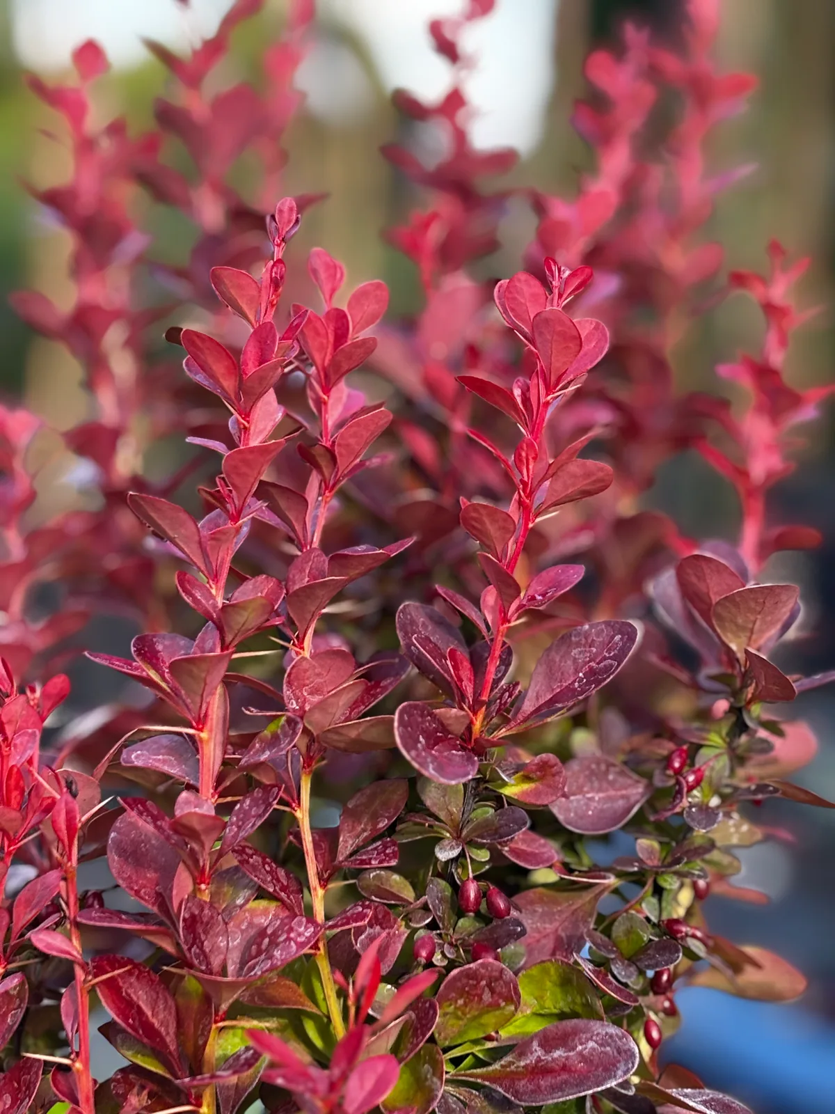 Berberys Thunberga Florence z bliska
