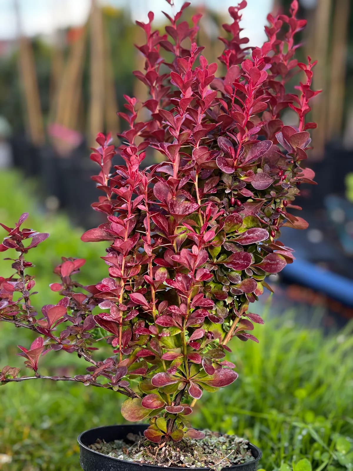 Berberys Thunberga Florence (Berberis thunbergii 'Florence'), Berberysy z produkcji Świat Roślin, zdjęcie 1