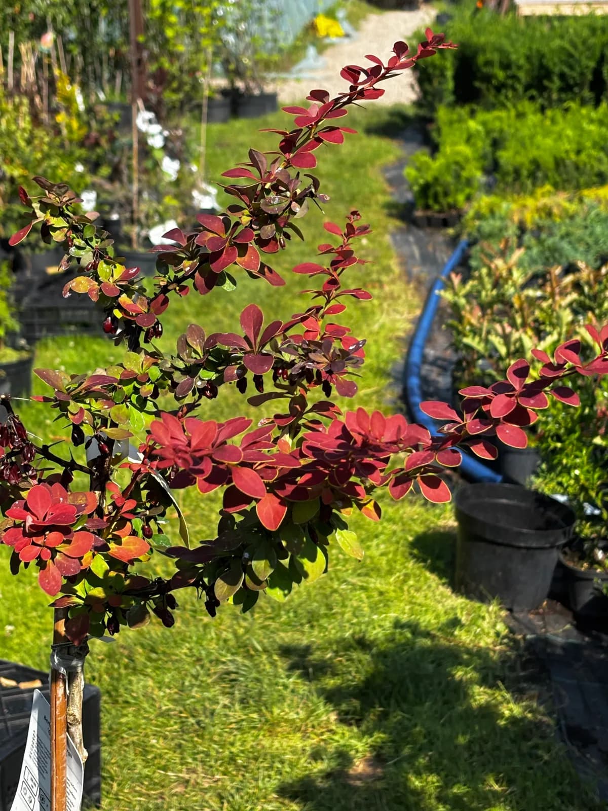 Berberys Golden Ring na pniu (Berberis thunbergii 'Golden Ring' (forma szczepiona na pniu)), Berberysy z produkcji Świat Roślin, zdjęcie 6