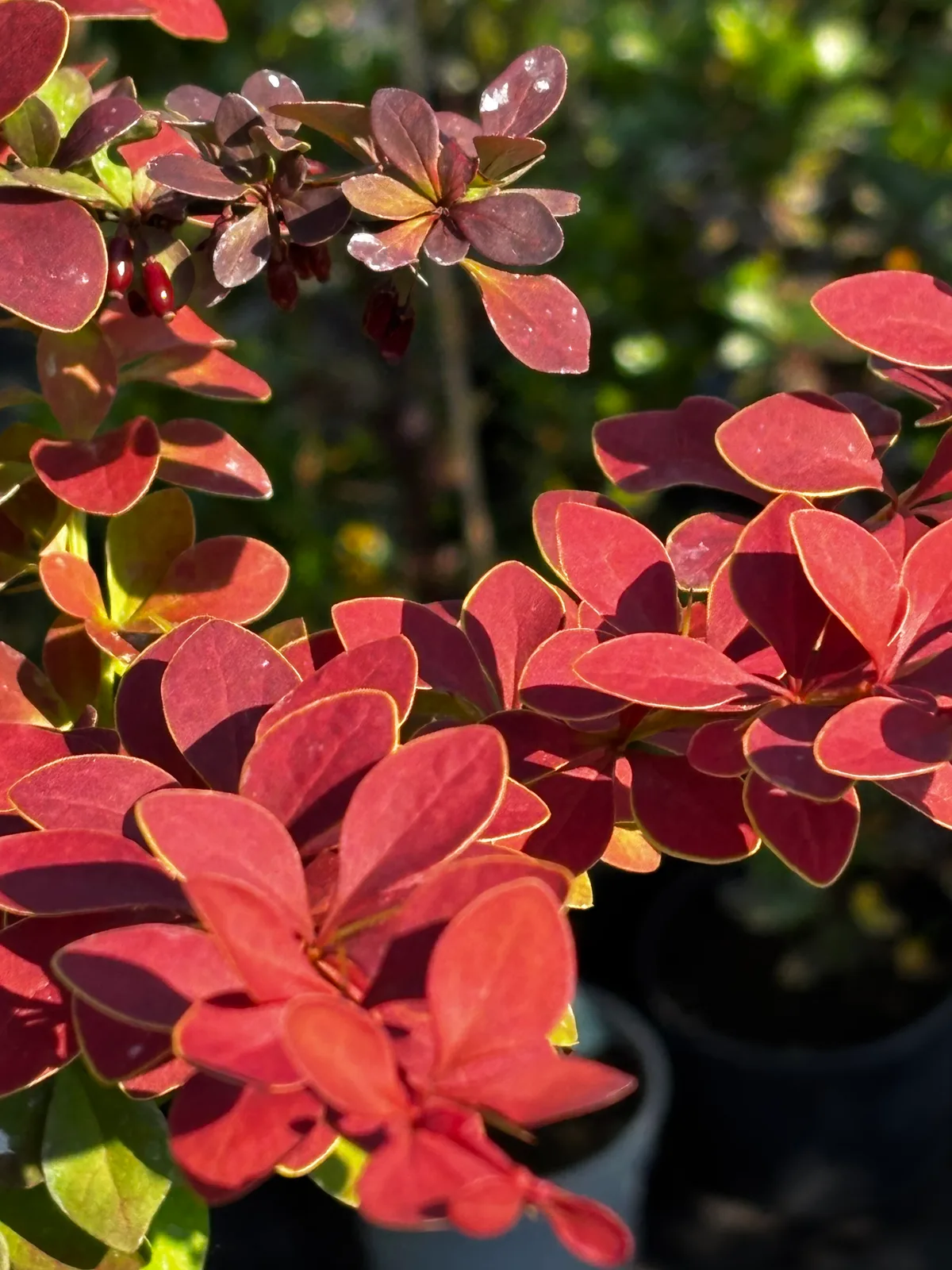 Berberys Golden Ring na pniu (Berberis thunbergii 'Golden Ring' (forma szczepiona na pniu)), Berberysy z produkcji Świat Roślin, zdjęcie 3