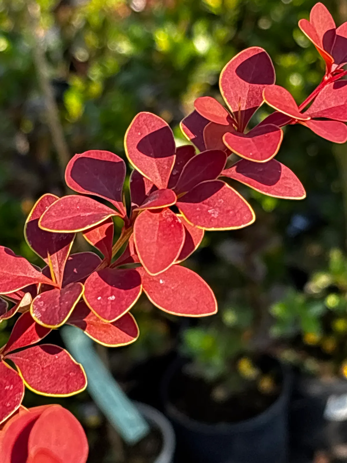 Berberys Golden Ring na pniu (Berberis thunbergii 'Golden Ring' (forma szczepiona na pniu)), Berberysy z produkcji Świat Roślin, zdjęcie 5