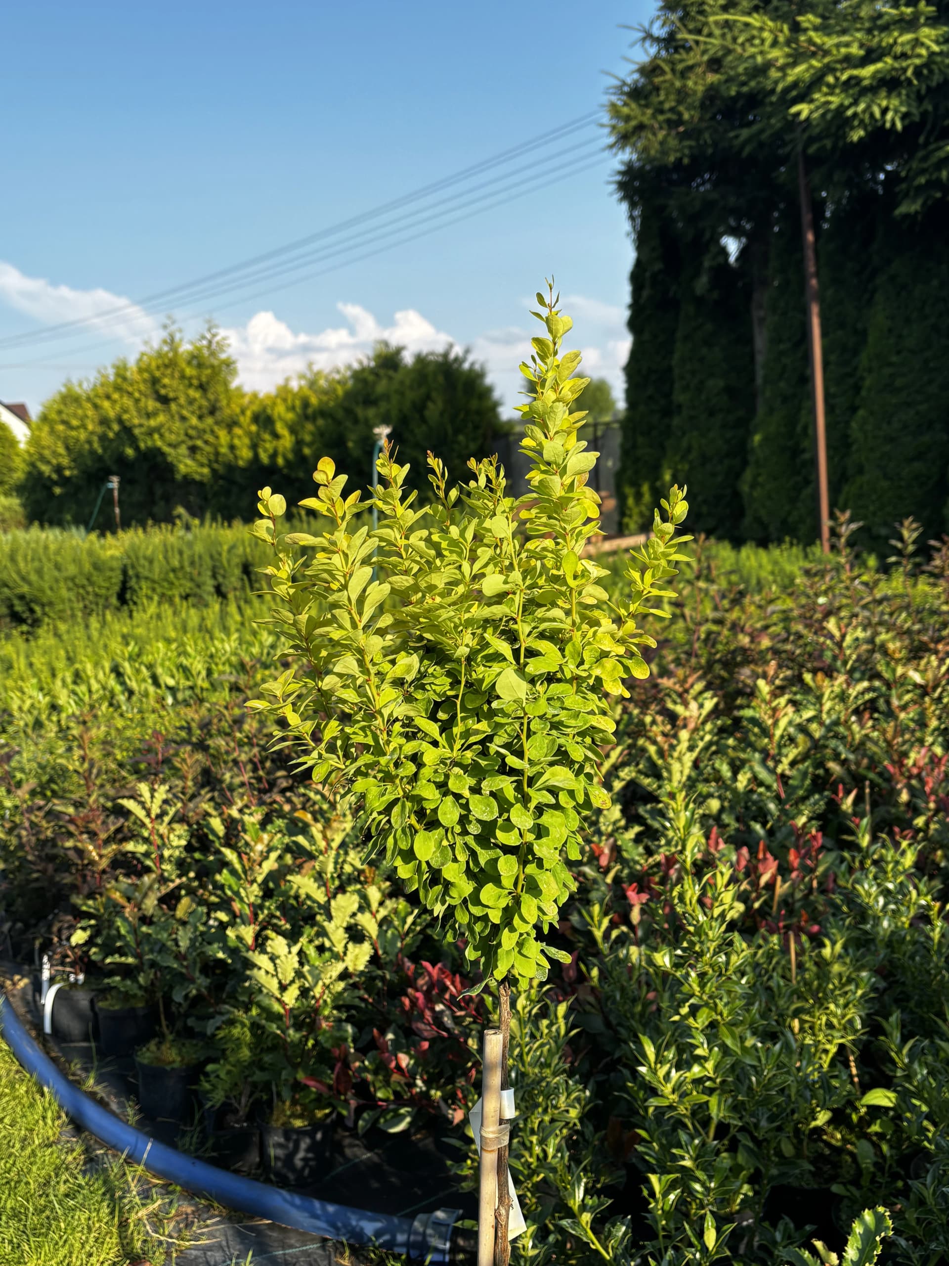 Berberys Golden Rocket na pniu – Berberysy