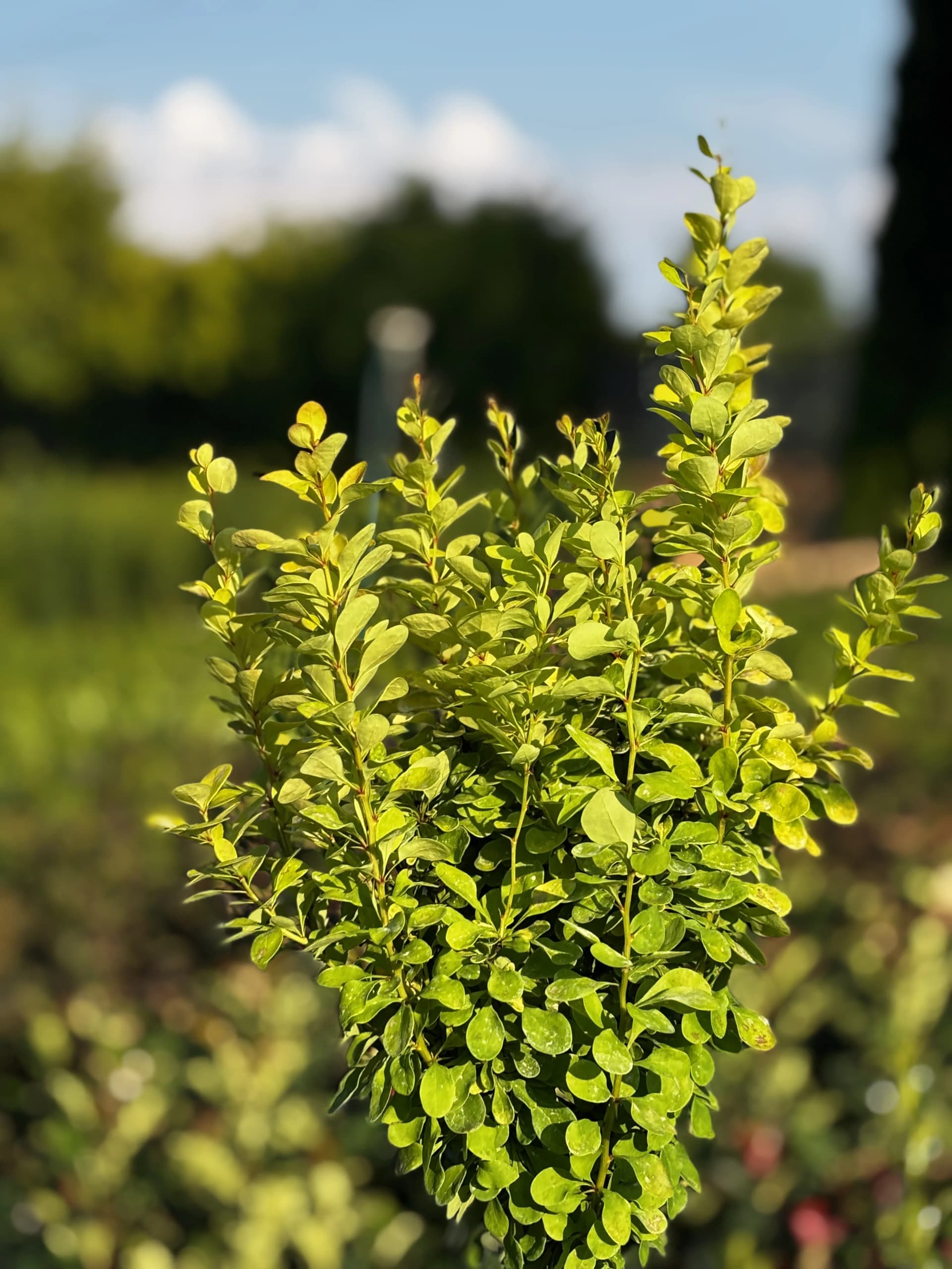 Berberys Golden Rocket na pniu (Berberis thunbergii 'Golden Rocket' PBR (forma szczepiona na pniu)), Berberysy z produkcji Świat Roślin, zdjęcie 5