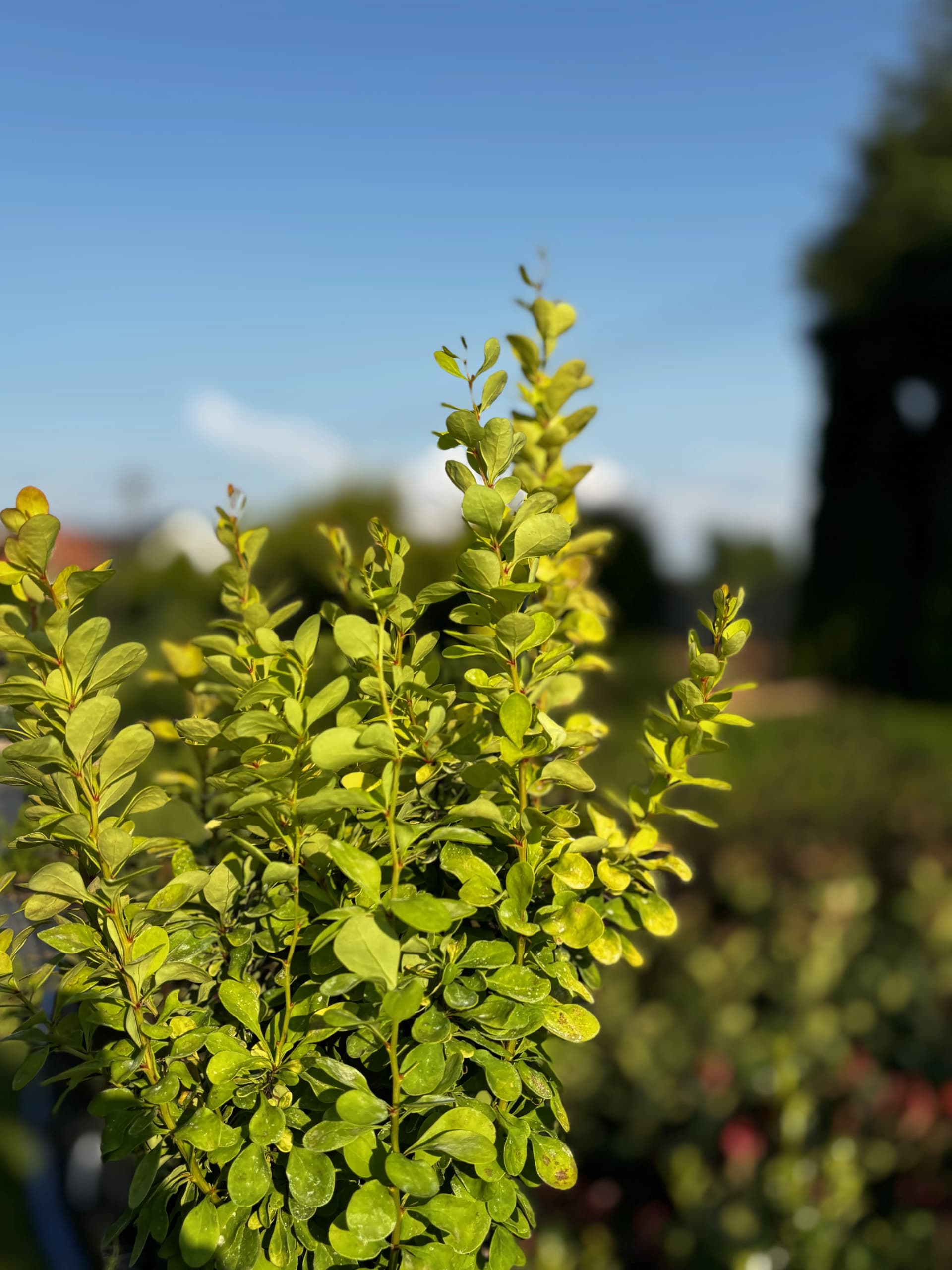 Berberys Golden Rocket na pniu (Berberis thunbergii 'Golden Rocket' PBR (forma szczepiona na pniu)), Berberysy z produkcji Świat Roślin, zdjęcie 3