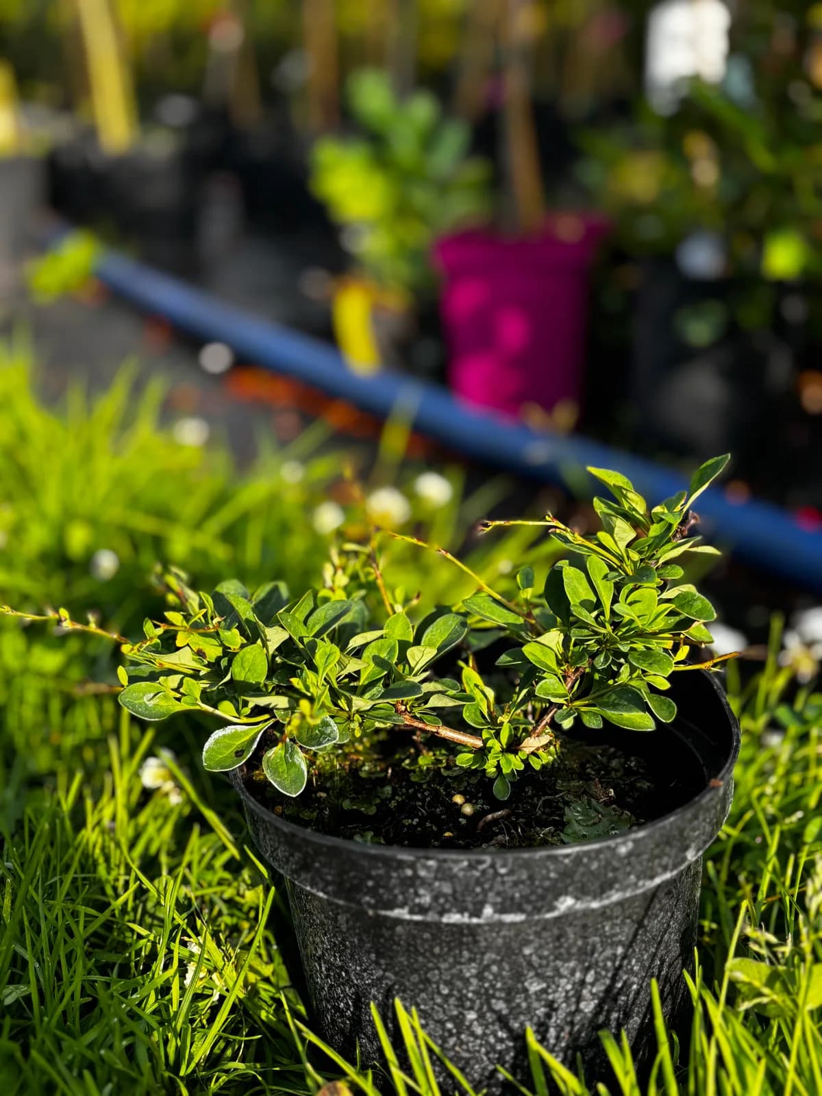 Berberys Thunberga Green Carpet (Berberis thunbergii 'Green Carpet'), Berberysy z produkcji Świat Roślin, zdjęcie 1