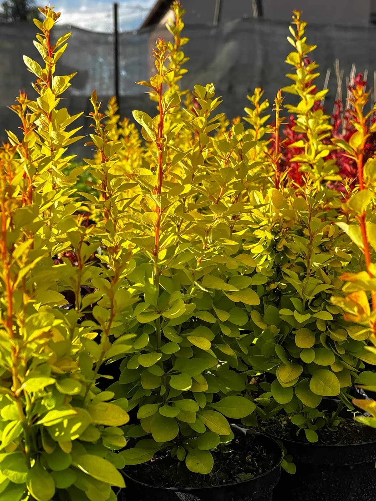 Berberys Thunberga Maria (Berberis thunbergii 'Maria'), Berberysy z produkcji Świat Roślin, zdjęcie 3