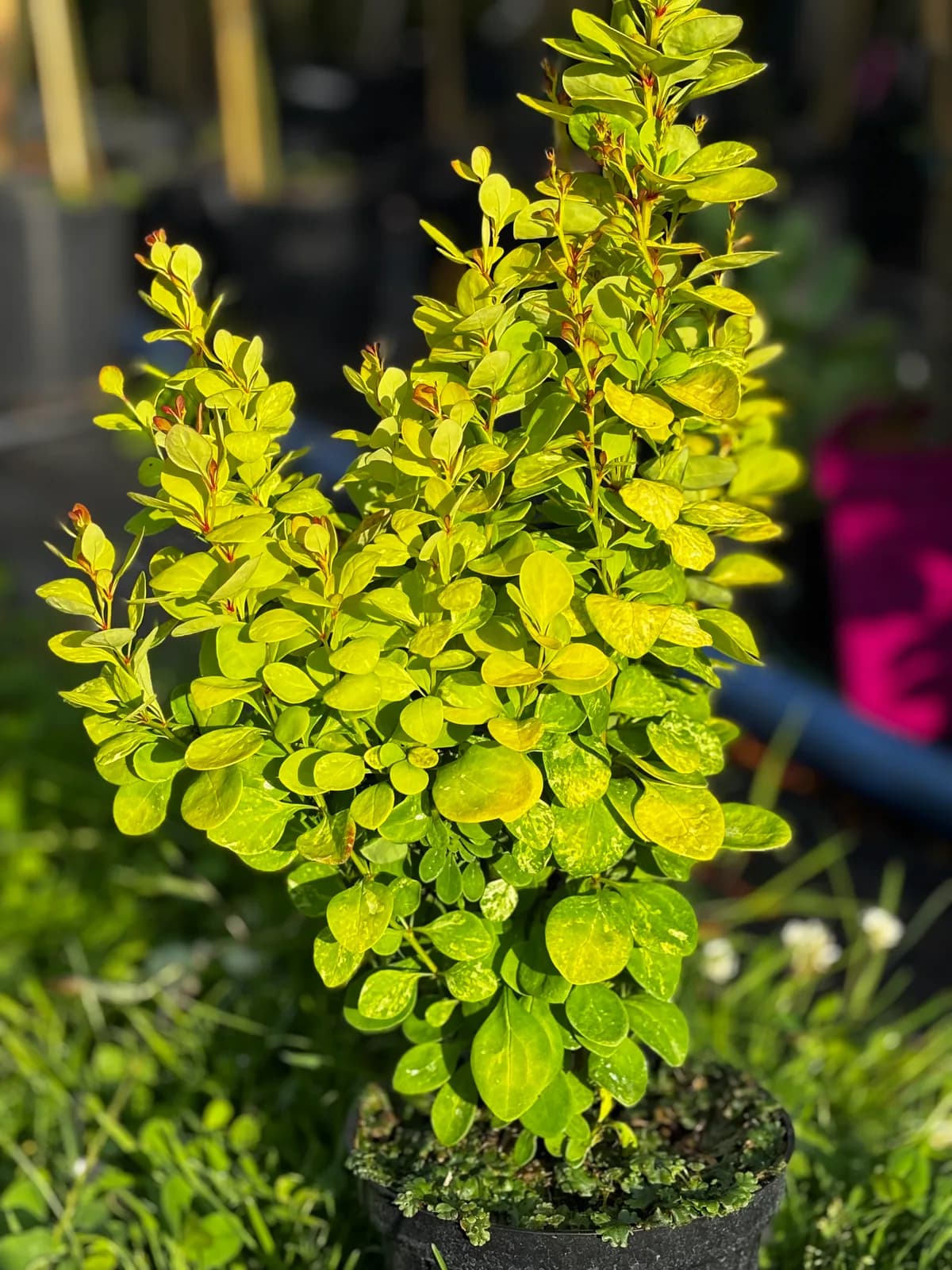 Berberys Thunberga Maria (Berberis thunbergii 'Maria'), Berberysy z produkcji Świat Roślin, zdjęcie 1