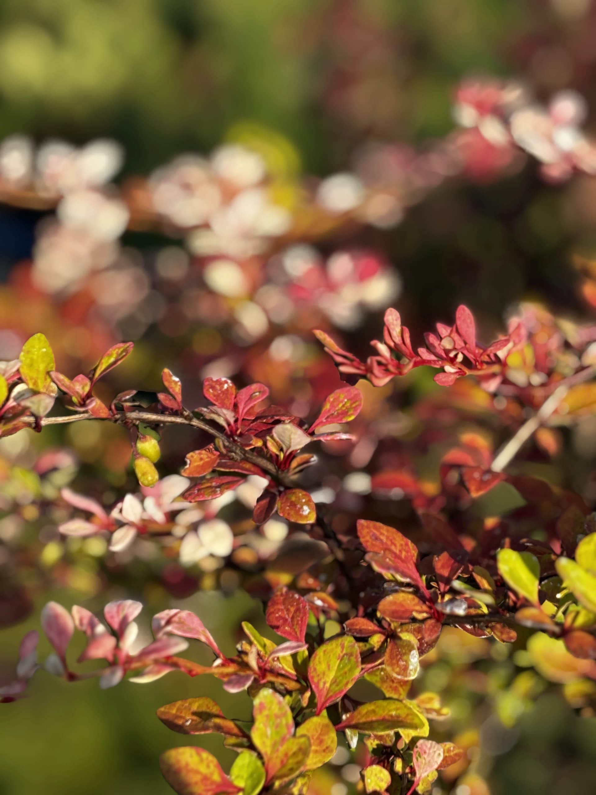 Berberys Natasza na pniu (Berberis thunbergii 'Natasza' PBR (forma szczepiona na pniu)), Berberysy z produkcji Świat Roślin, zdjęcie 3