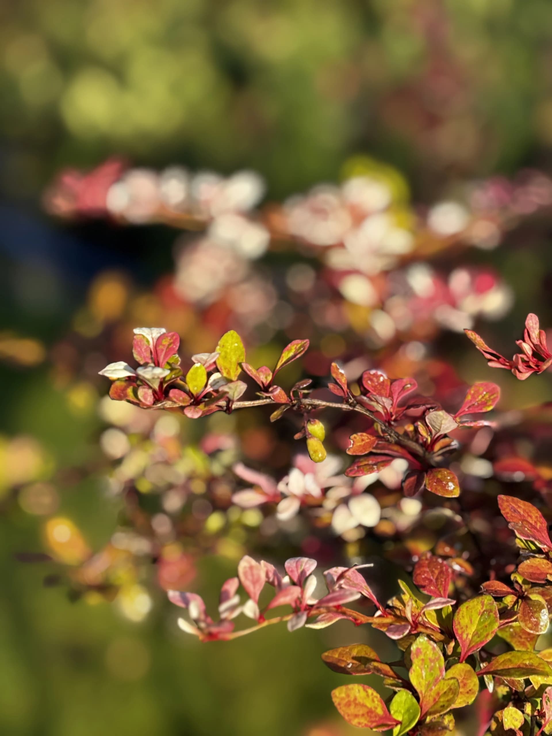 Berberys Natasza na pniu (Berberis thunbergii 'Natasza' PBR (forma szczepiona na pniu)), Berberysy z produkcji Świat Roślin, zdjęcie 5