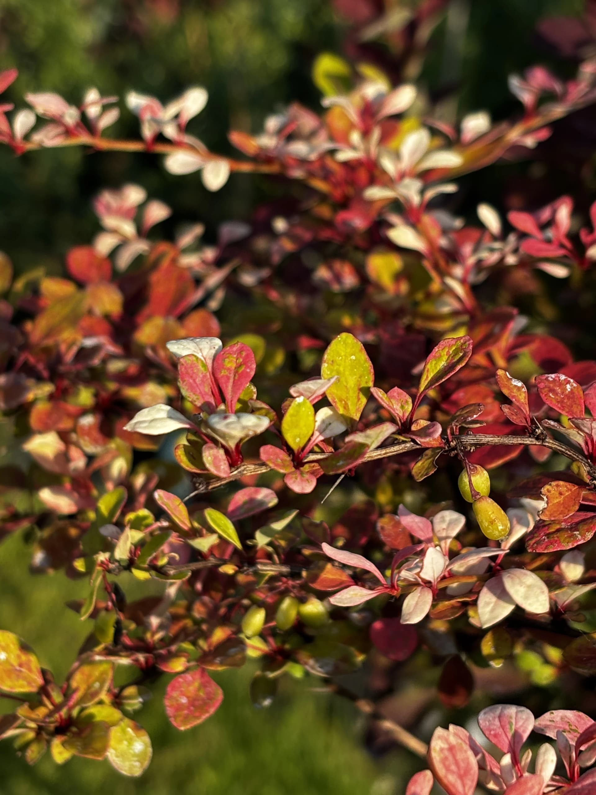 Berberys Natasza na pniu (Berberis thunbergii 'Natasza' PBR (forma szczepiona na pniu)), Berberysy z produkcji Świat Roślin, zdjęcie 6